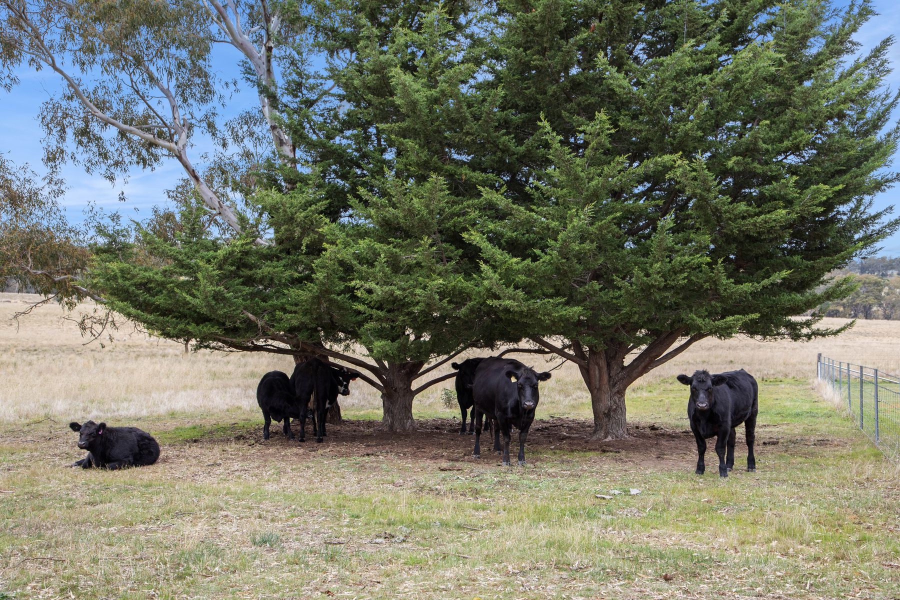 4 Franklings Road, Harcourt North VIC 3453, Harcourt North - Thumbnail 7