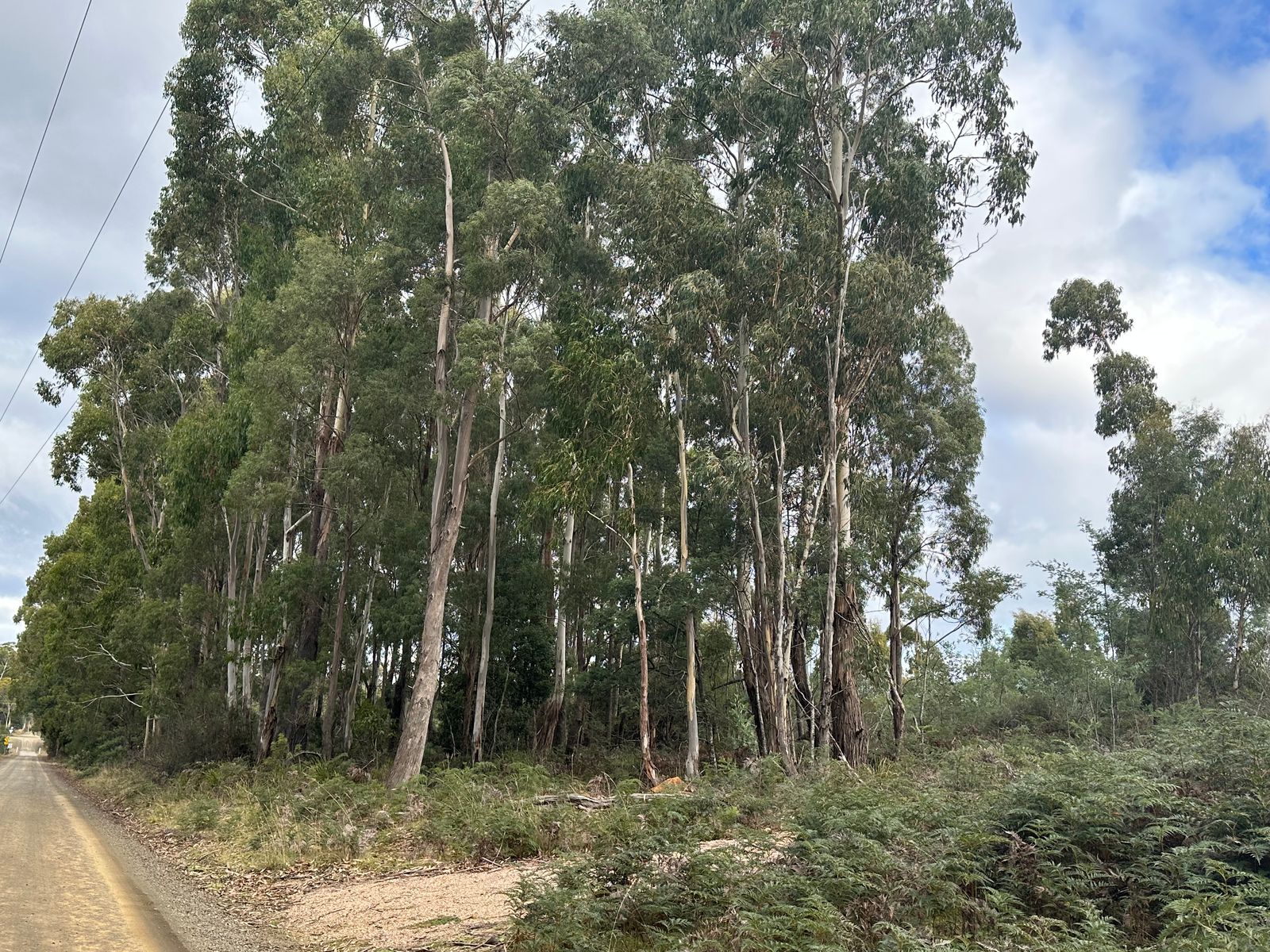 41 Wadleys Road, Reedy Marsh TAS 7304, Reedy Marsh - Image 1