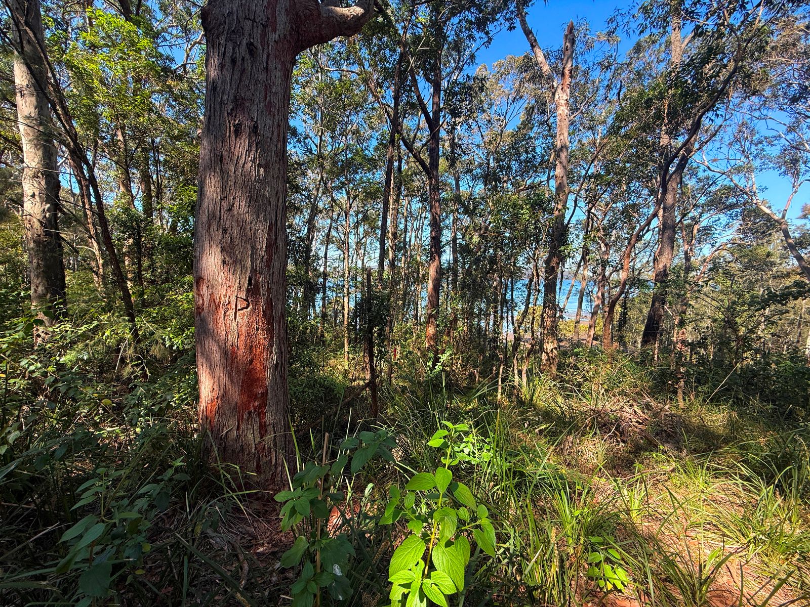 Lot 1753 Allandale Crescent, North Arm Cove NSW 2324, North Arm Cove - Thumbnail 6