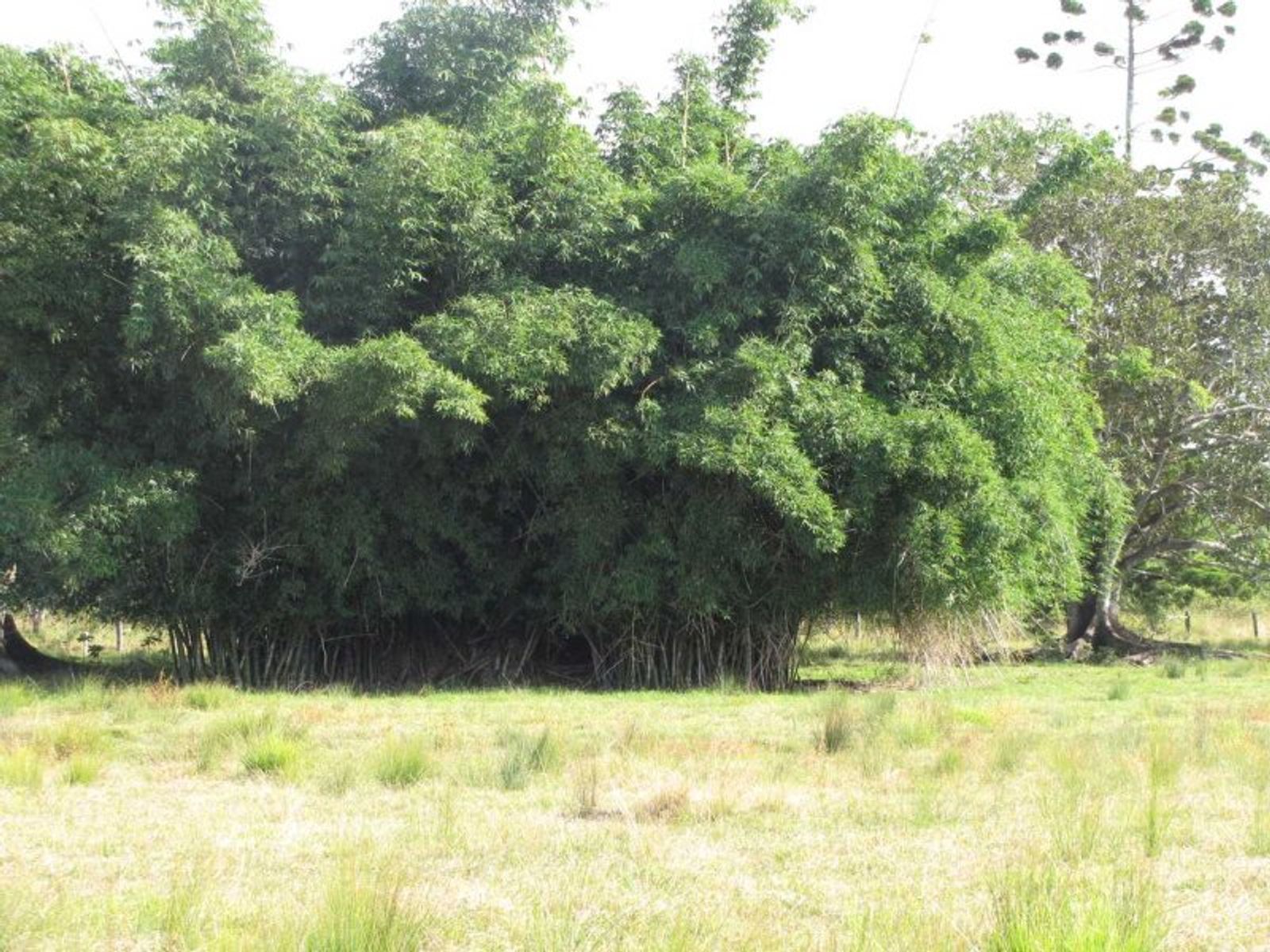 42-50 Ferry Rd, East Coraki - Thumbnail 5