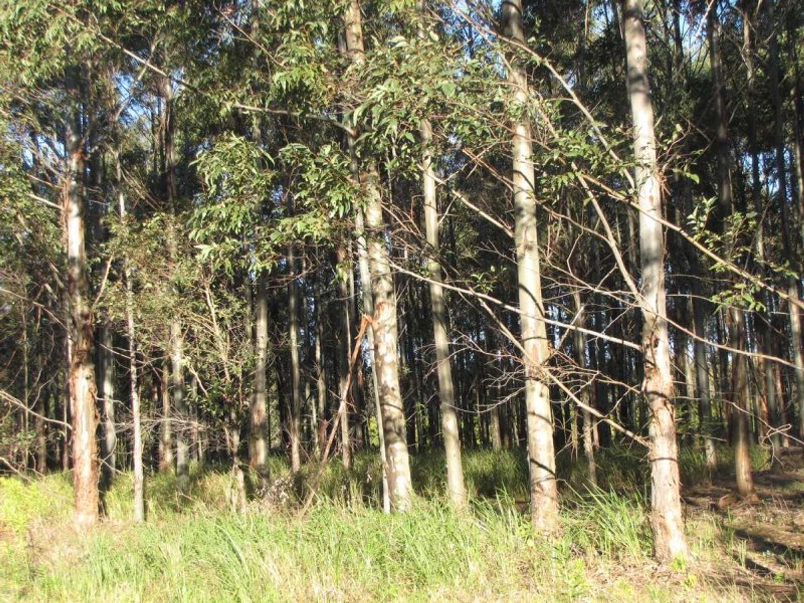 Hogarth Range NSW 2469, Hogarth Range - Thumbnail 5