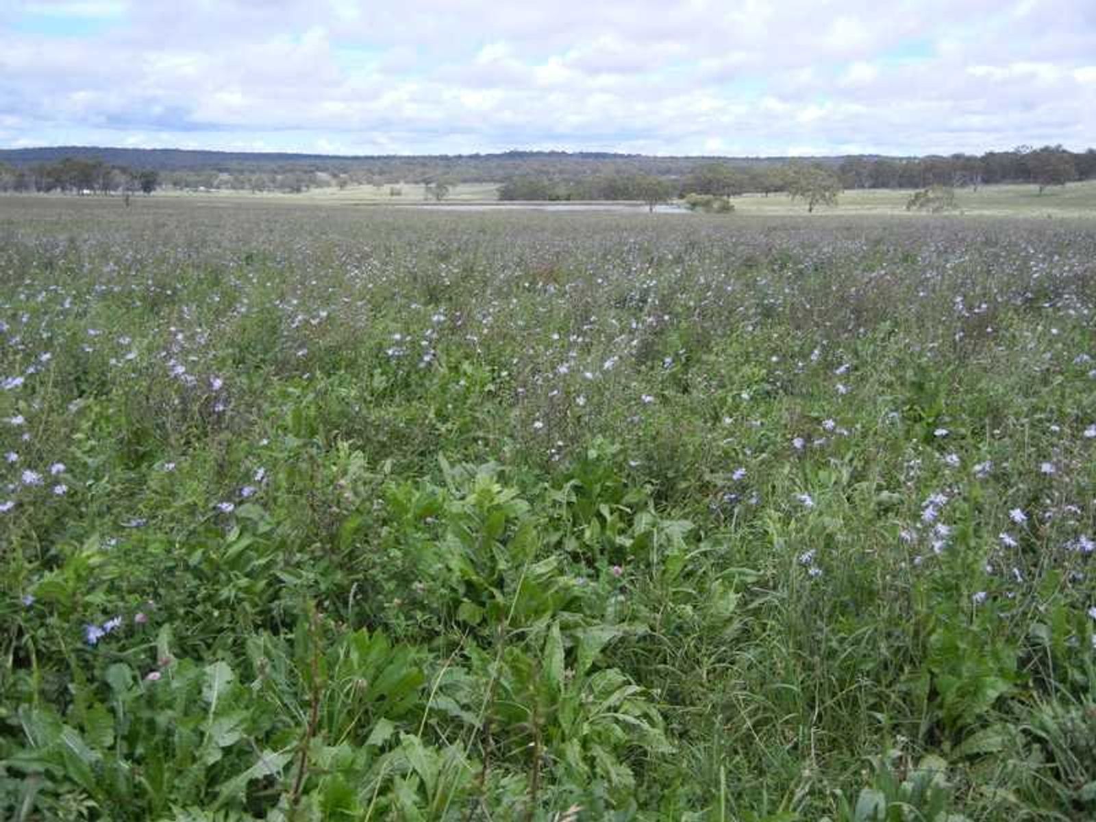 Warwick QLD 4370, Warwick - Thumbnail 5