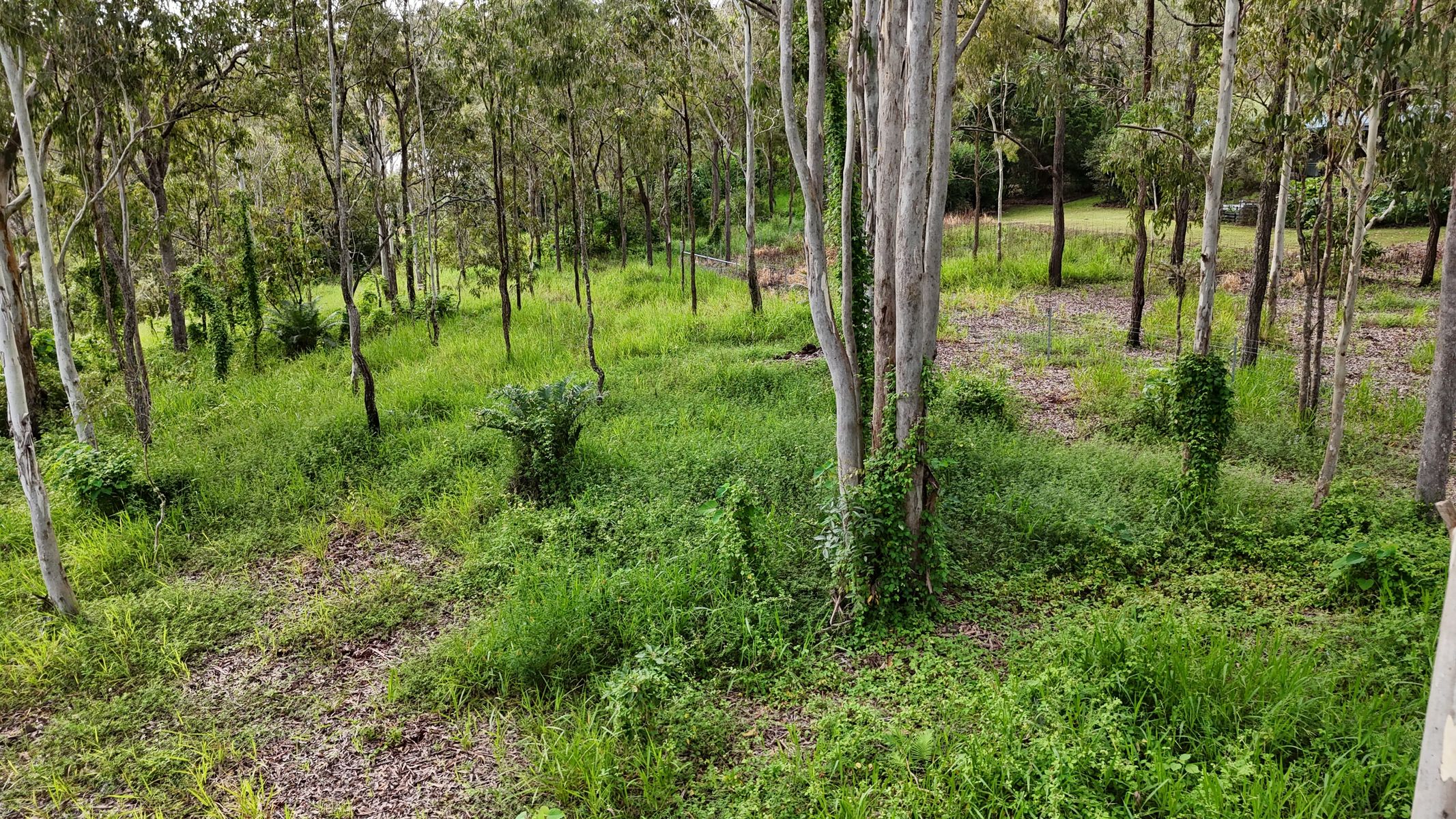 Lot 921 Bulankoff Road, Tolga QLD 4882, Tolga - Thumbnail 5