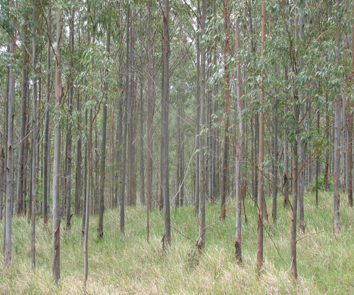 Hooten Via Paddys Flat Road, Tabulam - Thumbnail 5