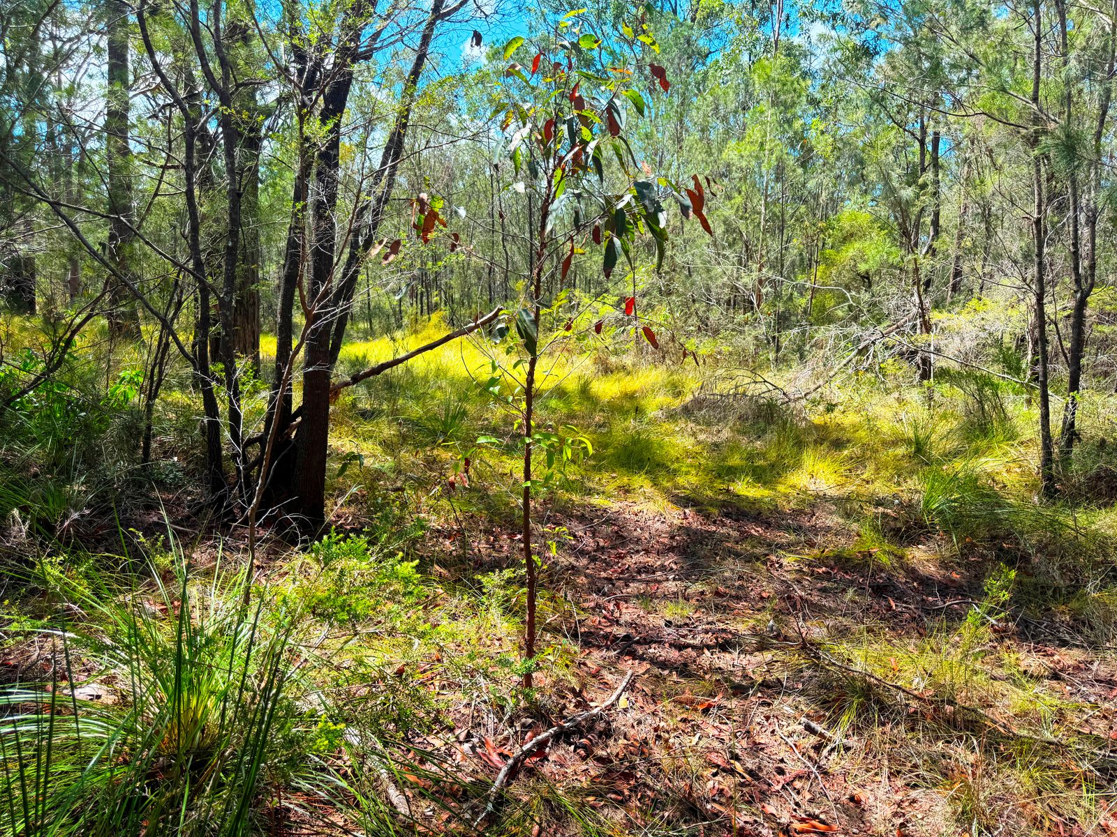 Lot 315 Glen Innes Road, North Arm Cove NSW 2324, North Arm Cove - Thumbnail 4