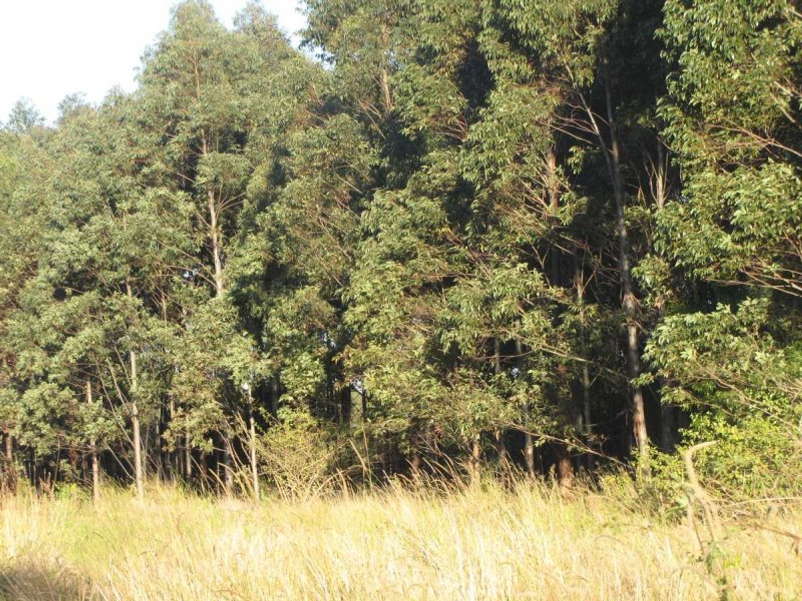 Hogarth Range NSW 2469, Hogarth Range - Thumbnail 6