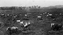 Lavers Farm, Merrimac 1916