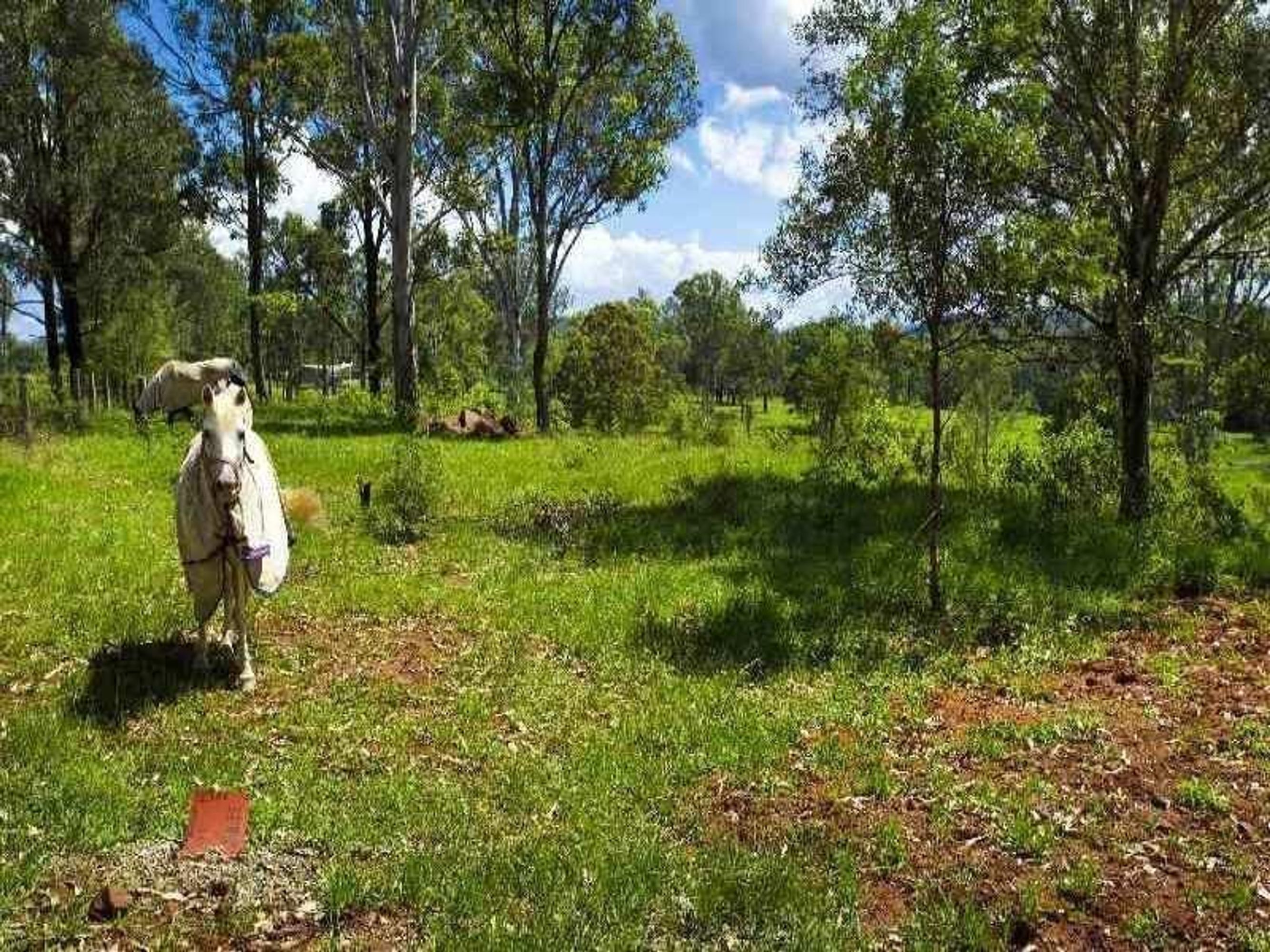 Kangaroo Creek Road, Coutts Crossing - Thumbnail 5
