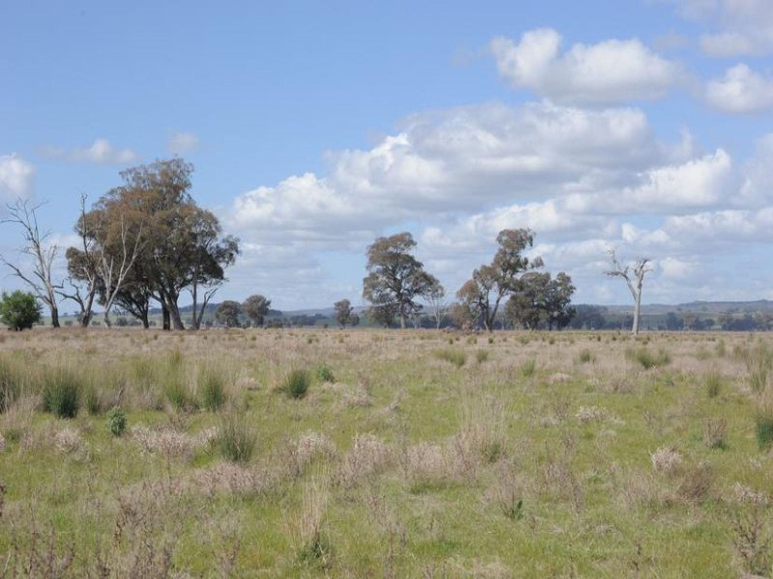 wangaratta, Wangaratta - Thumbnail 5