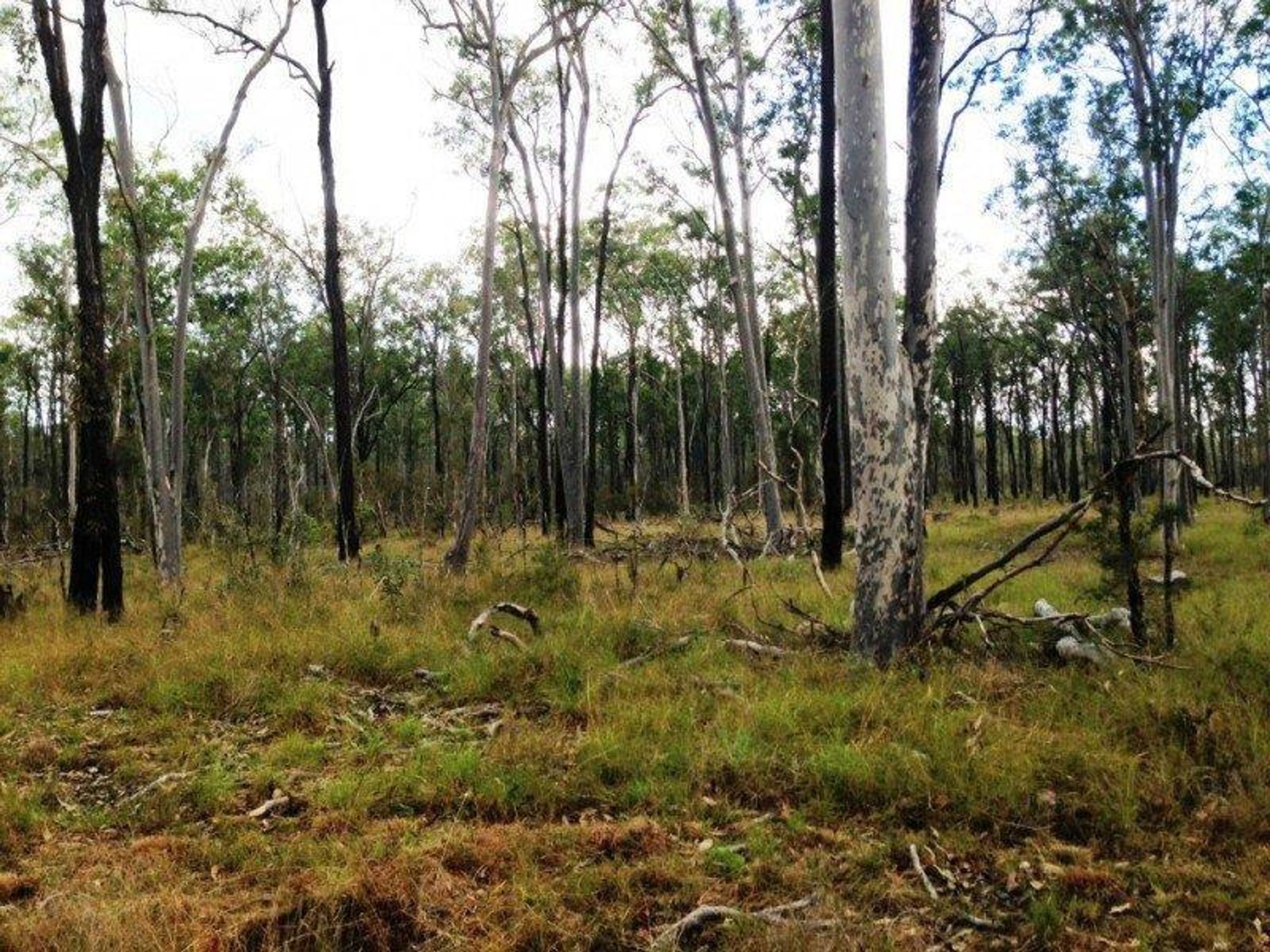 49/49/Lot 48 350, 1, 1, 1 Armidale Road, Coutts Crossing - Thumbnail 6