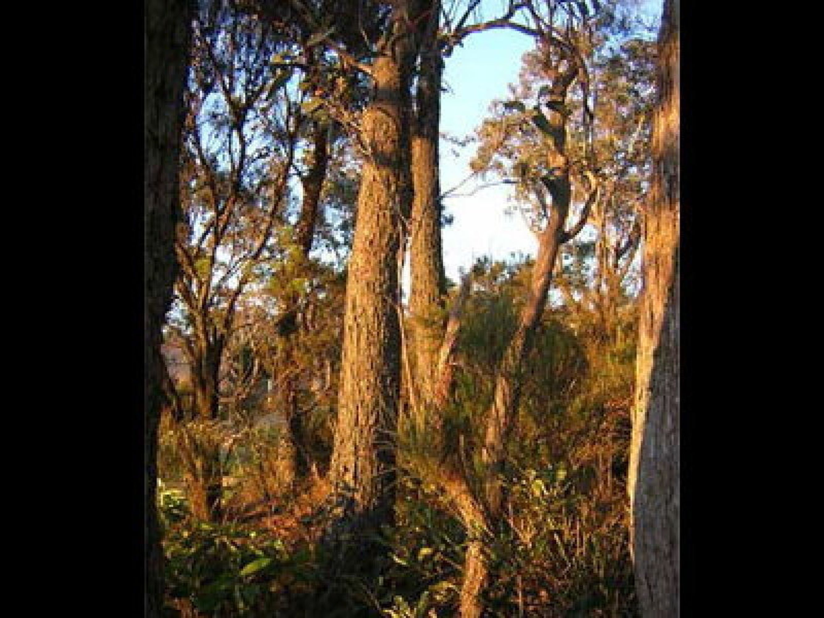 34 Narrow Neck Road, Katoomba - Thumbnail 4