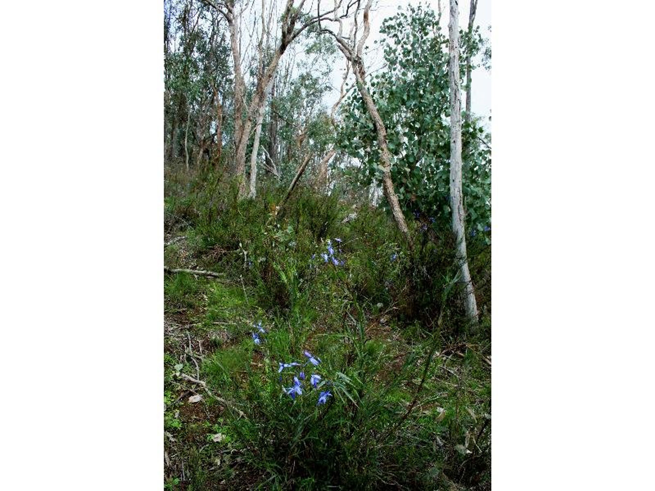 benalla, Benalla - Thumbnail 2