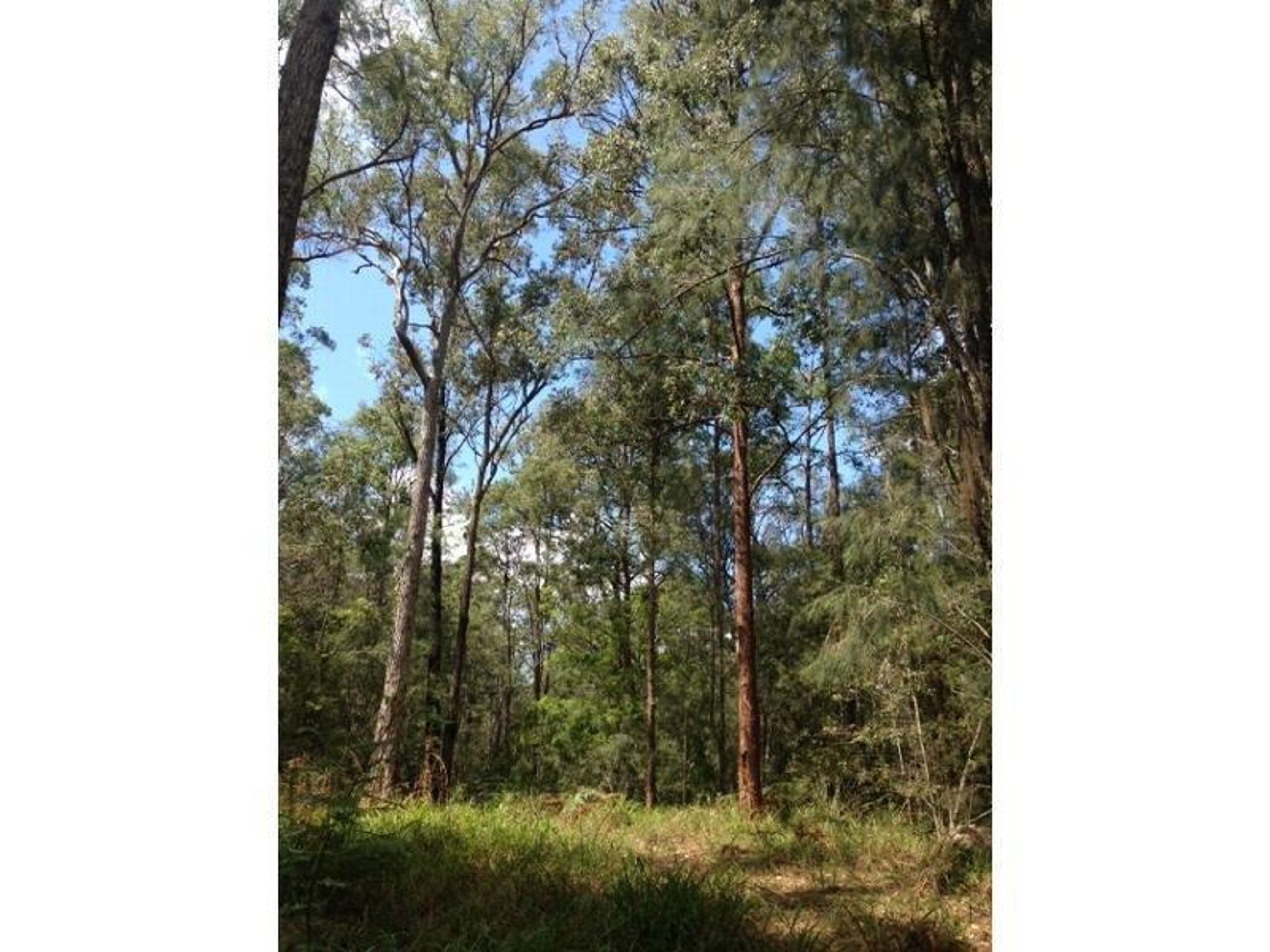 970 Kungala Road, Lanitza - Thumbnail 4