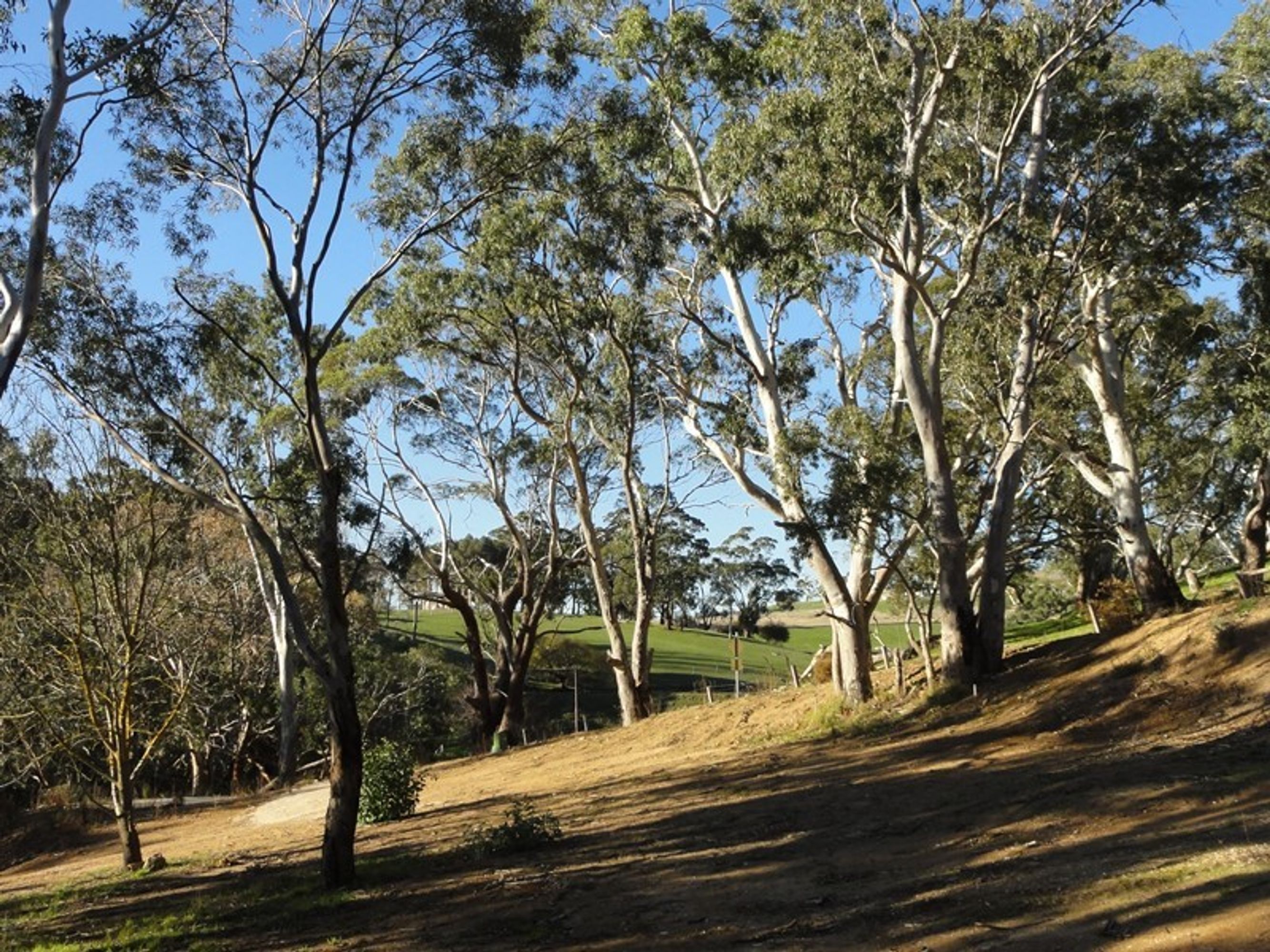 5 Gratwick Street, Echunga, SA 5153, Echunga - Thumbnail 2