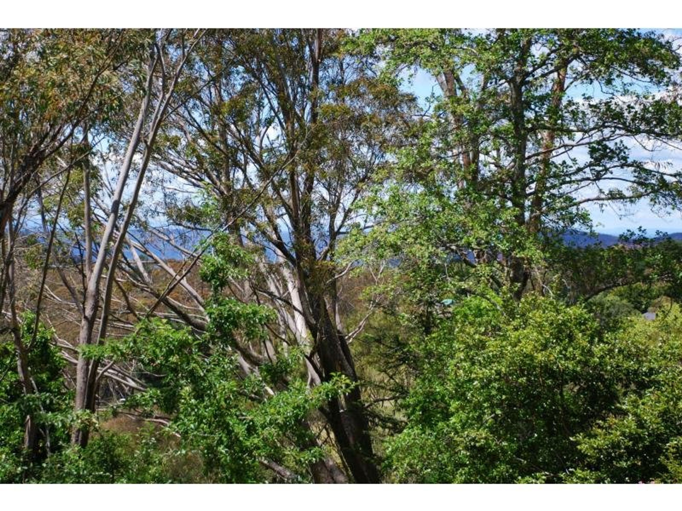 98 Narrow Neck Road, Katoomba - Thumbnail 3