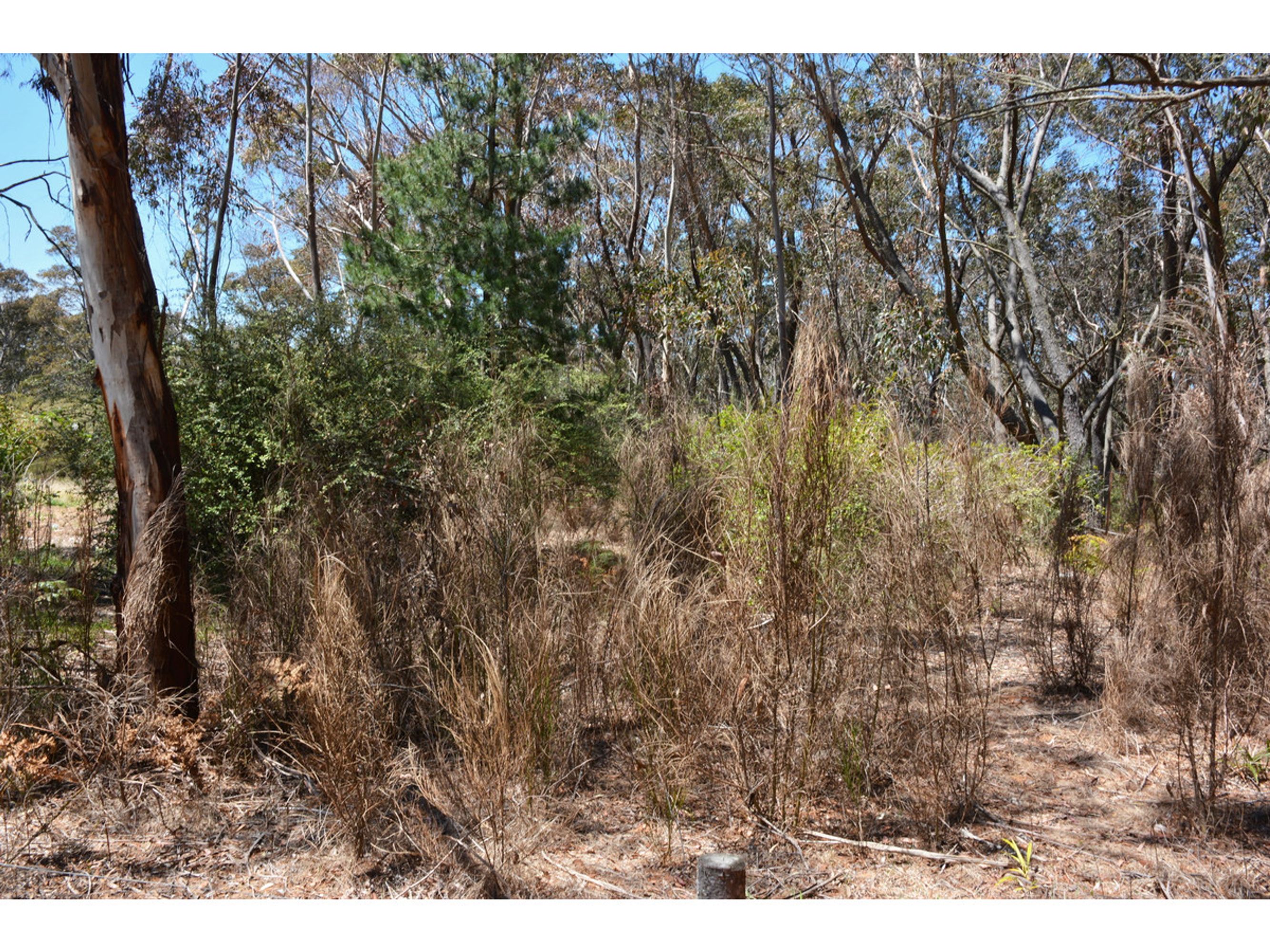 49 Hill View Road, Katoomba - Thumbnail 4