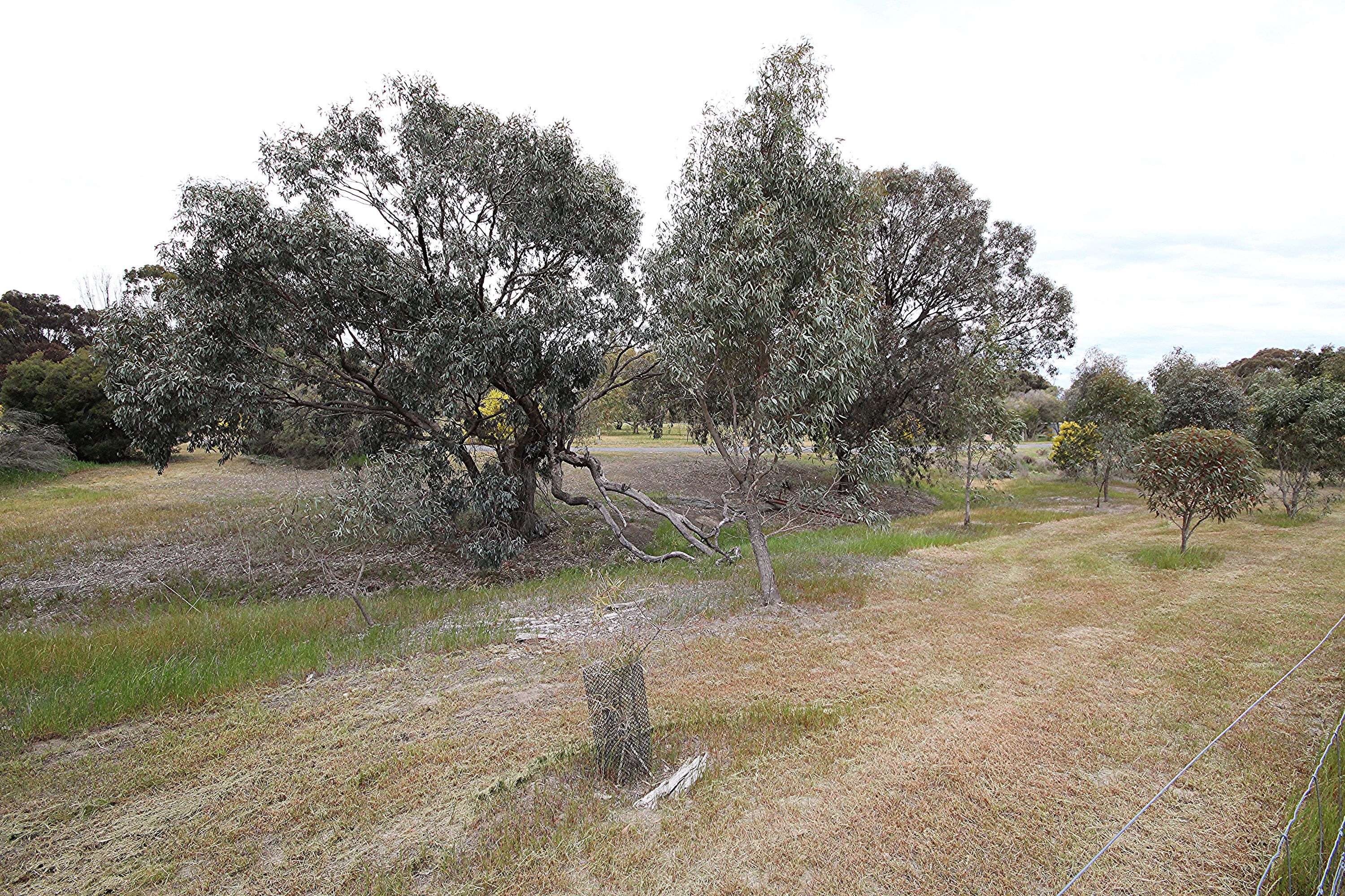 25 Walnut Avenue, Horsham, VIC 3400, Horsham - Thumbnail 7