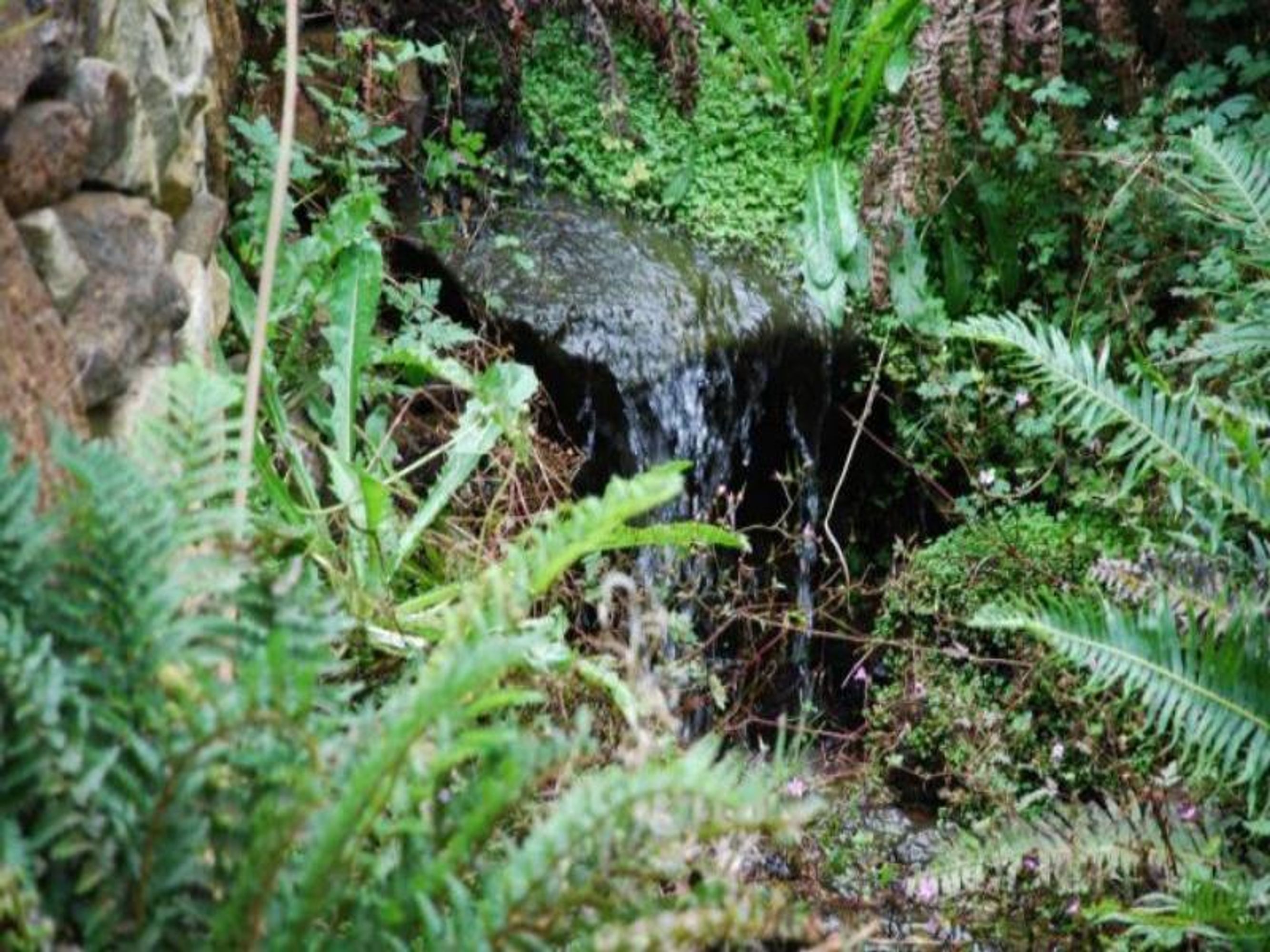 52 Railway Pde, Leura - Thumbnail 7