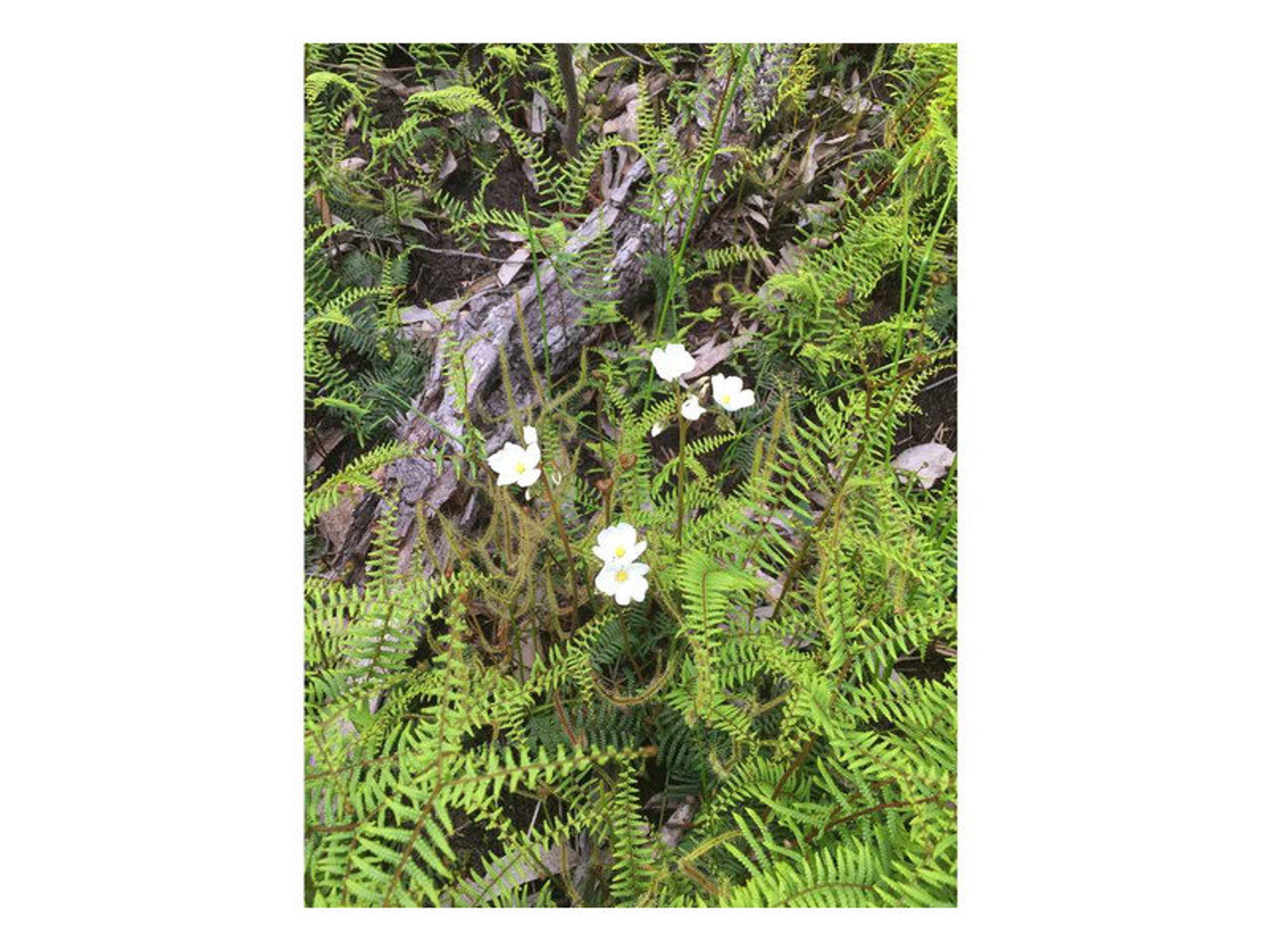 11 Balmoral Road, Mount Victoria - Thumbnail 6
