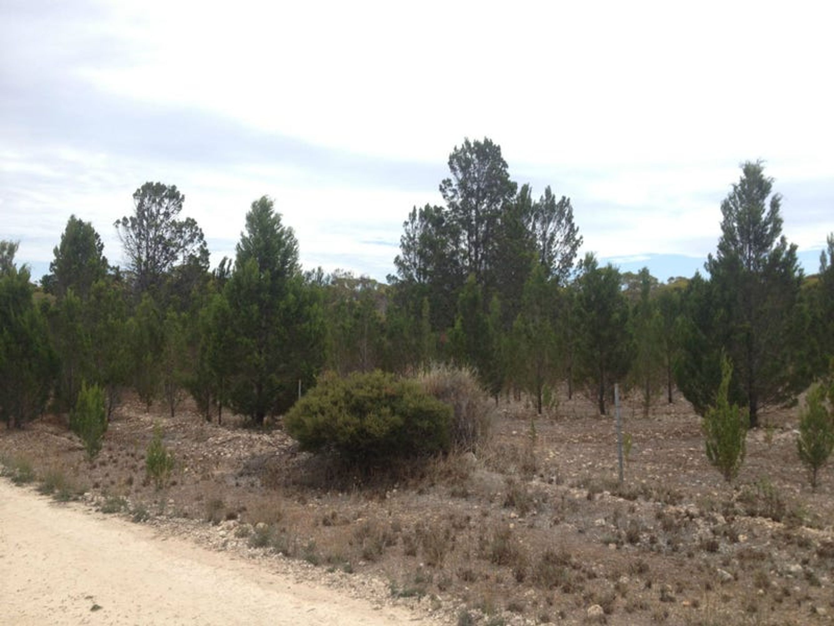 Lot 19 Ferries McDonald Road, Monarto South, SA 5254, Monarto South - Thumbnail 3