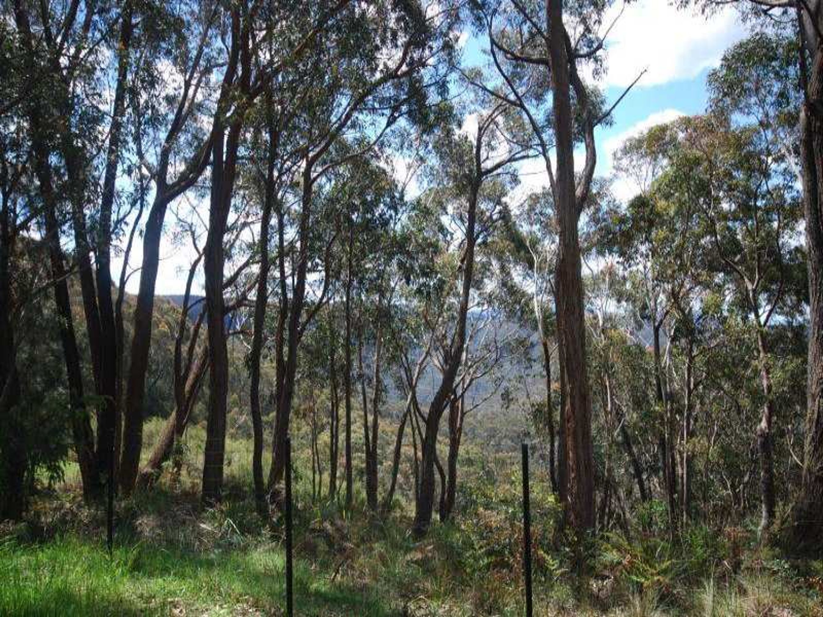 20 Claines Cres, Wentworth Falls - Thumbnail 5