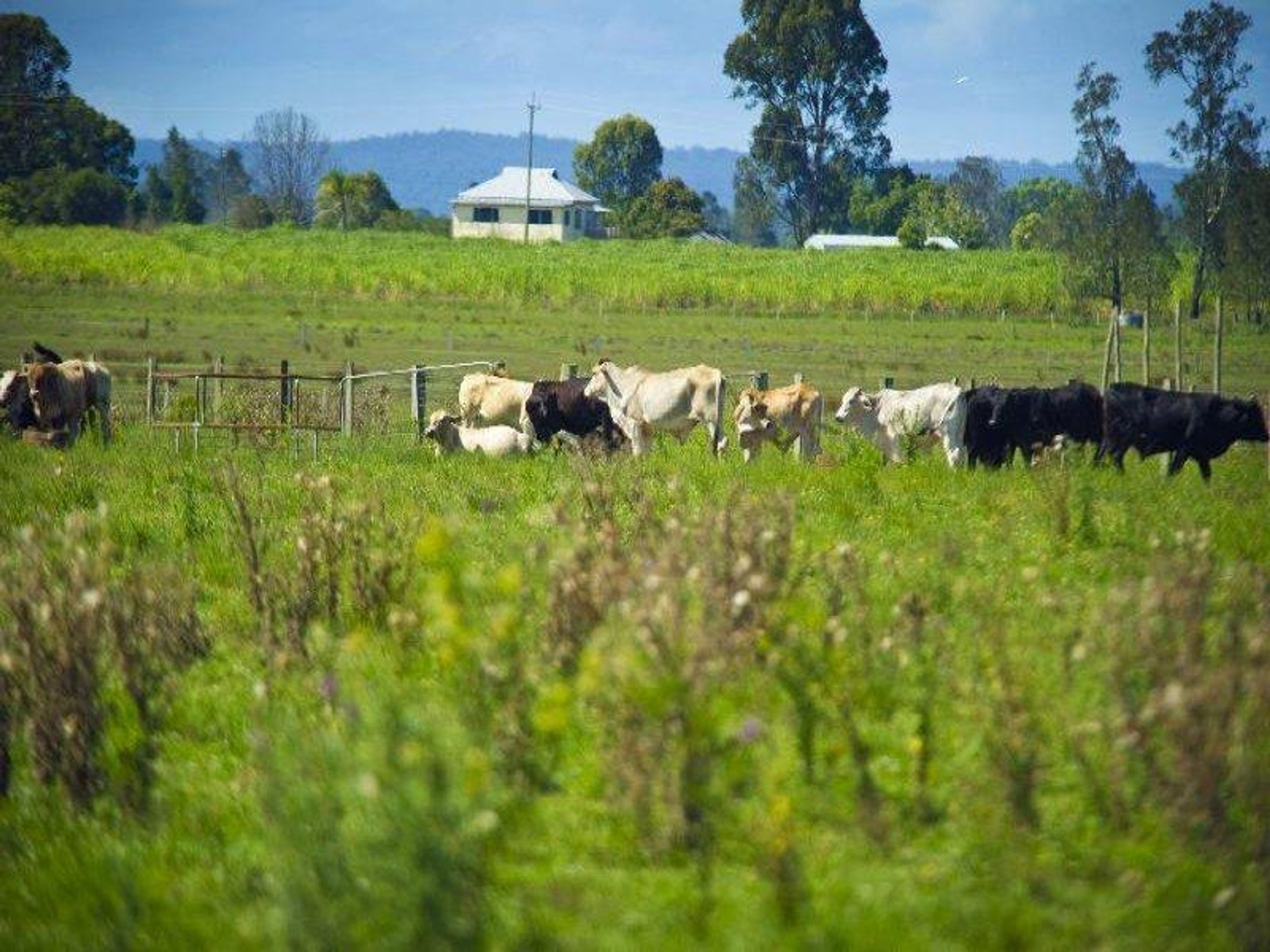 434 Lower Coldstream Road, Coldstream - Thumbnail 6
