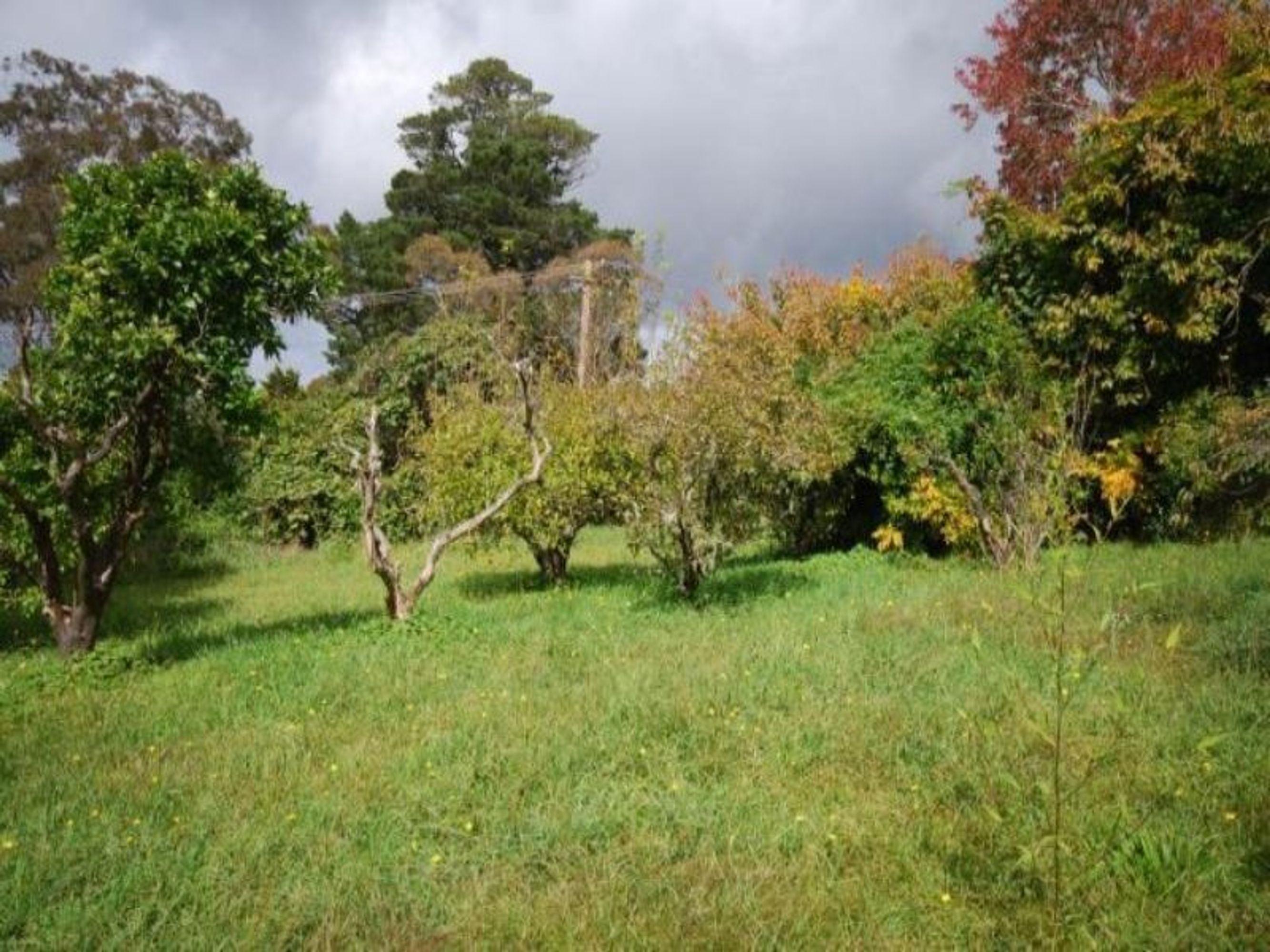 1 Ficus Street, Katoomba - Thumbnail 2