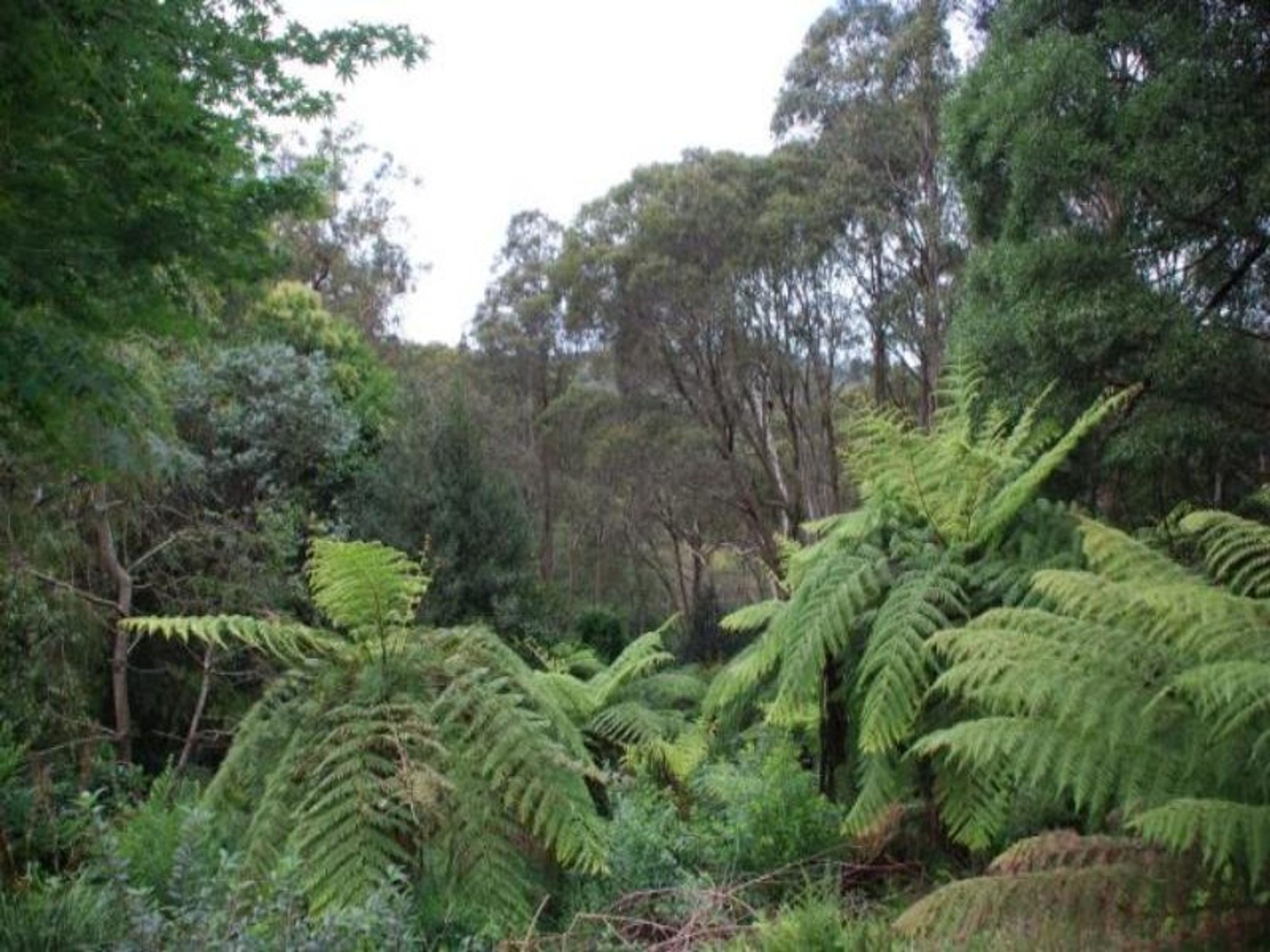 52 Railway Pde, Leura - Thumbnail 3