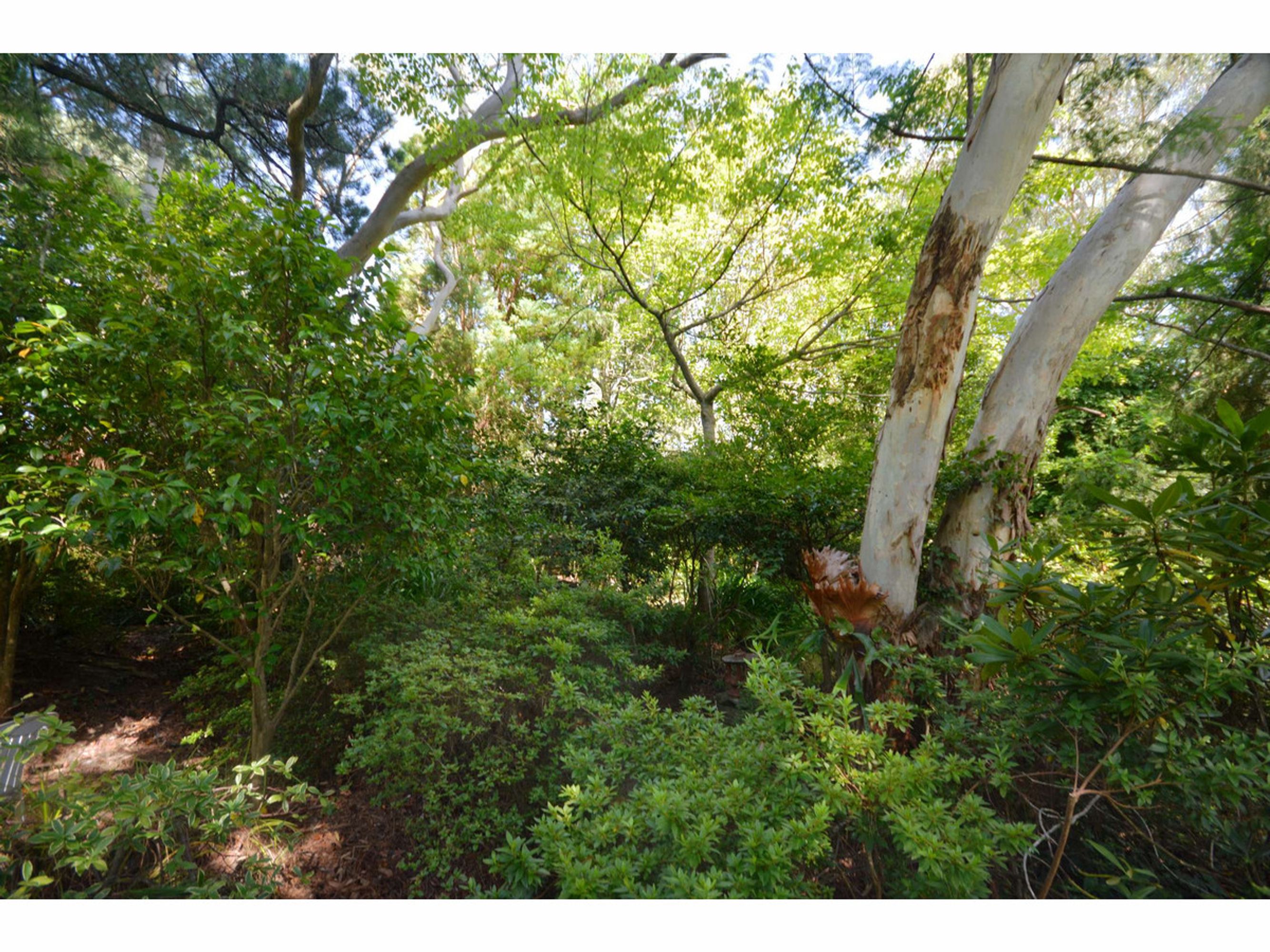 54 Rawson Parade, Leura - Thumbnail 3