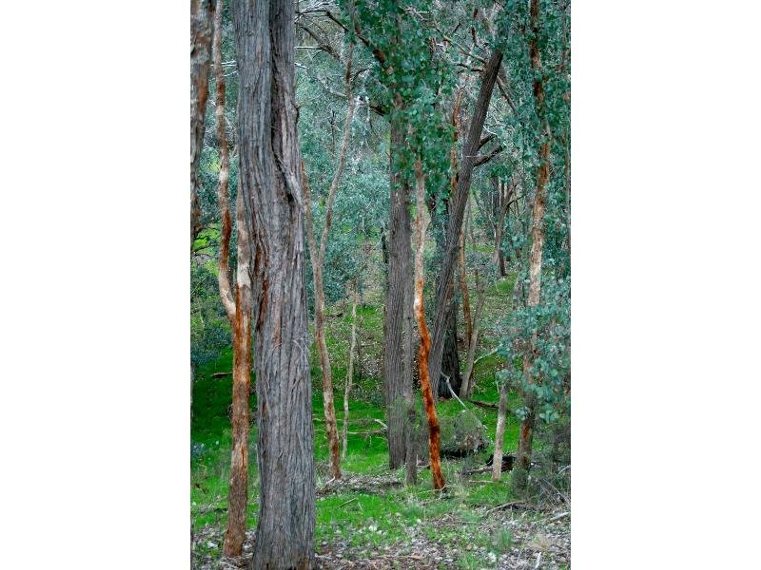 wangaratta, Wangaratta - Thumbnail 3