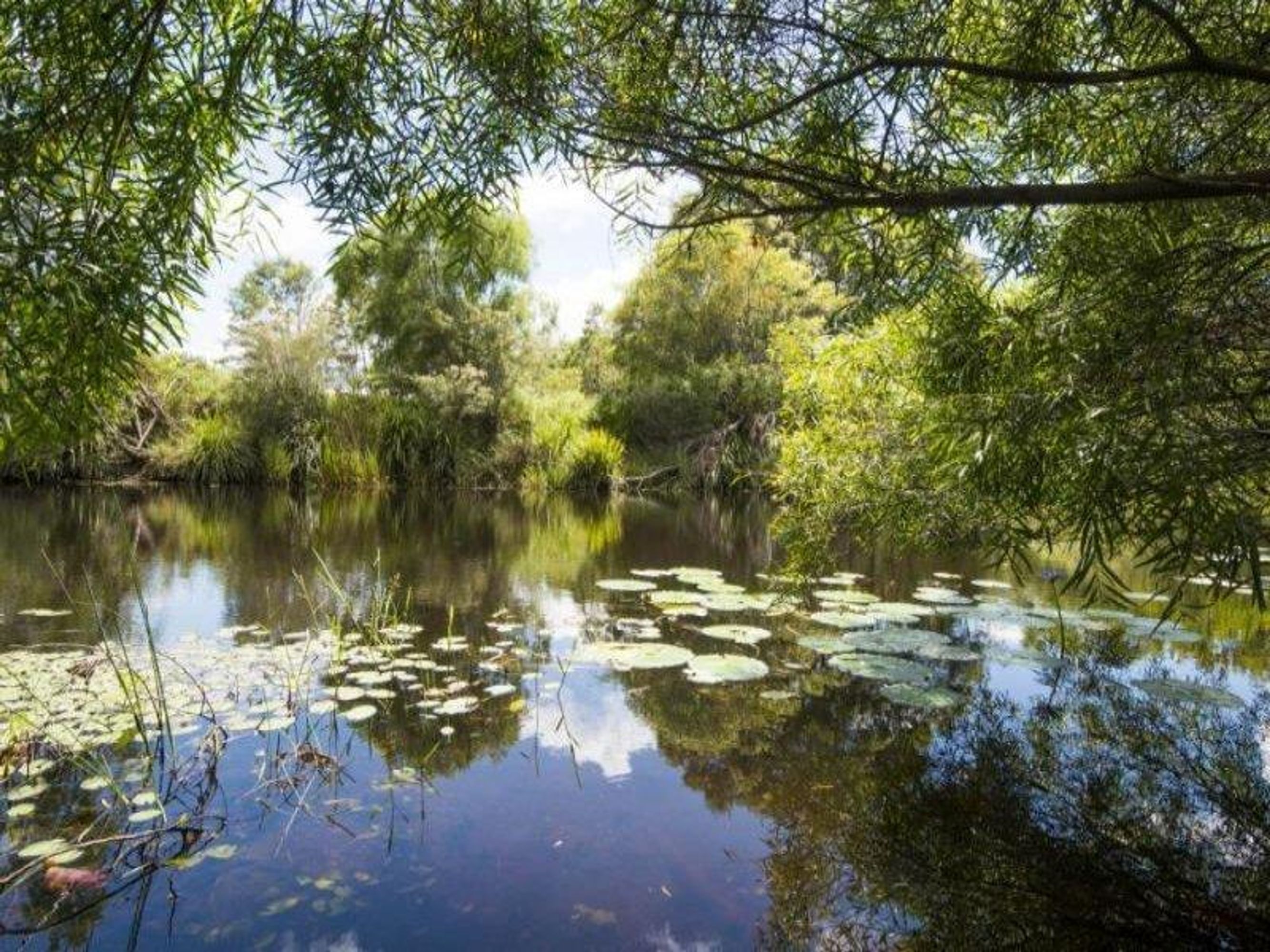 Lot 980 Firth Heinz Road, Pillar Valley - Thumbnail 8