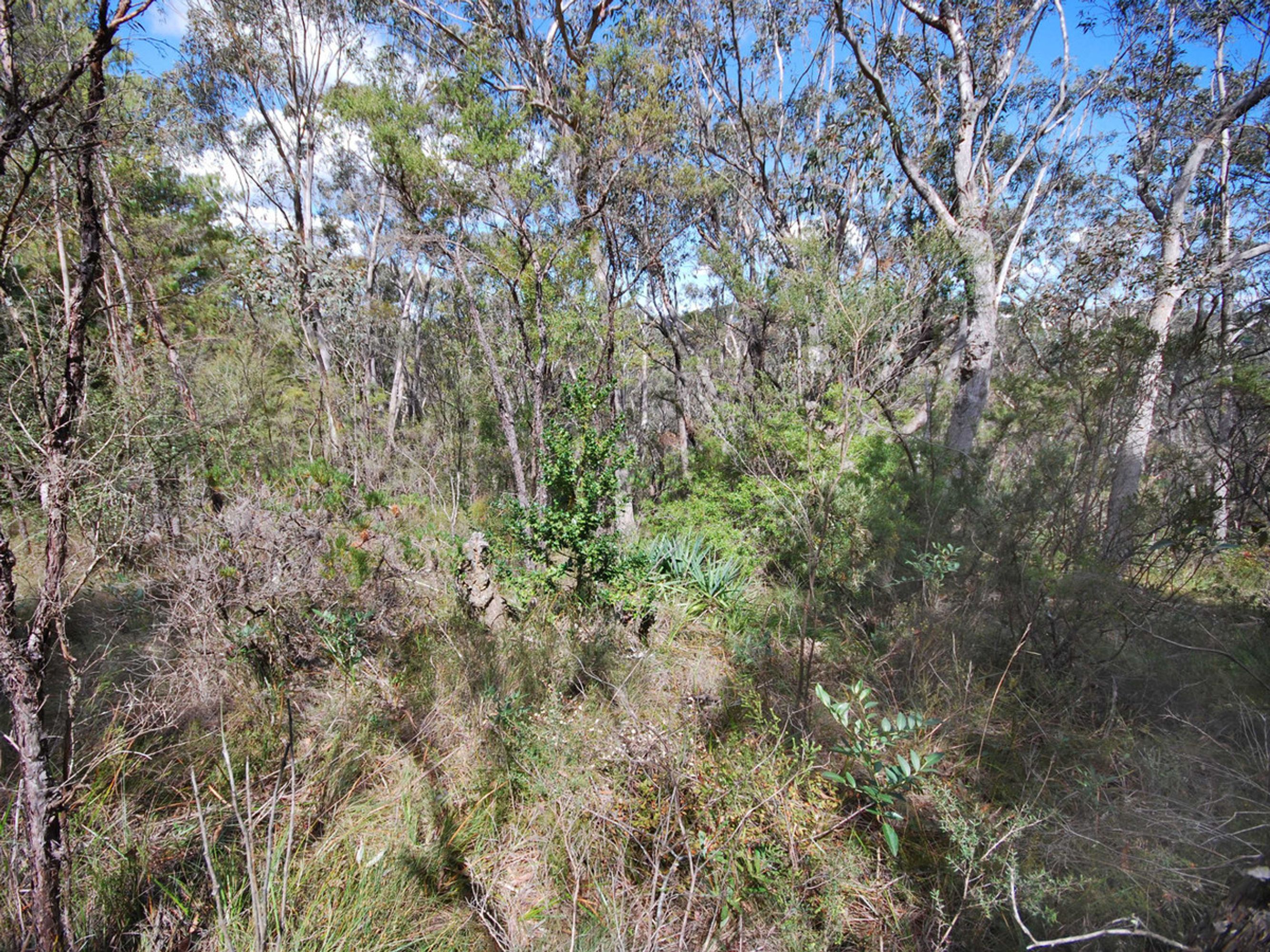 20 Lake Street, Wentworth Falls - Thumbnail 2