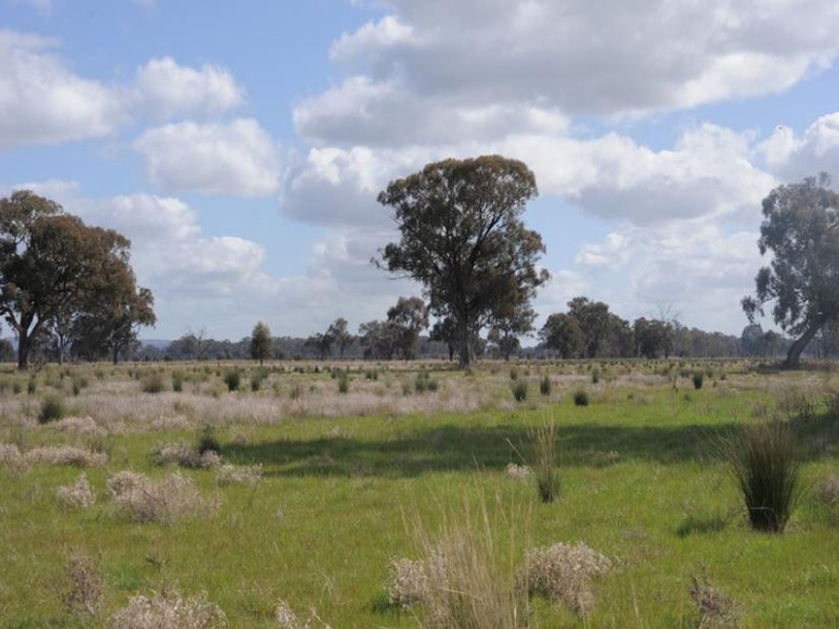 wangaratta, Wangaratta - Thumbnail 4