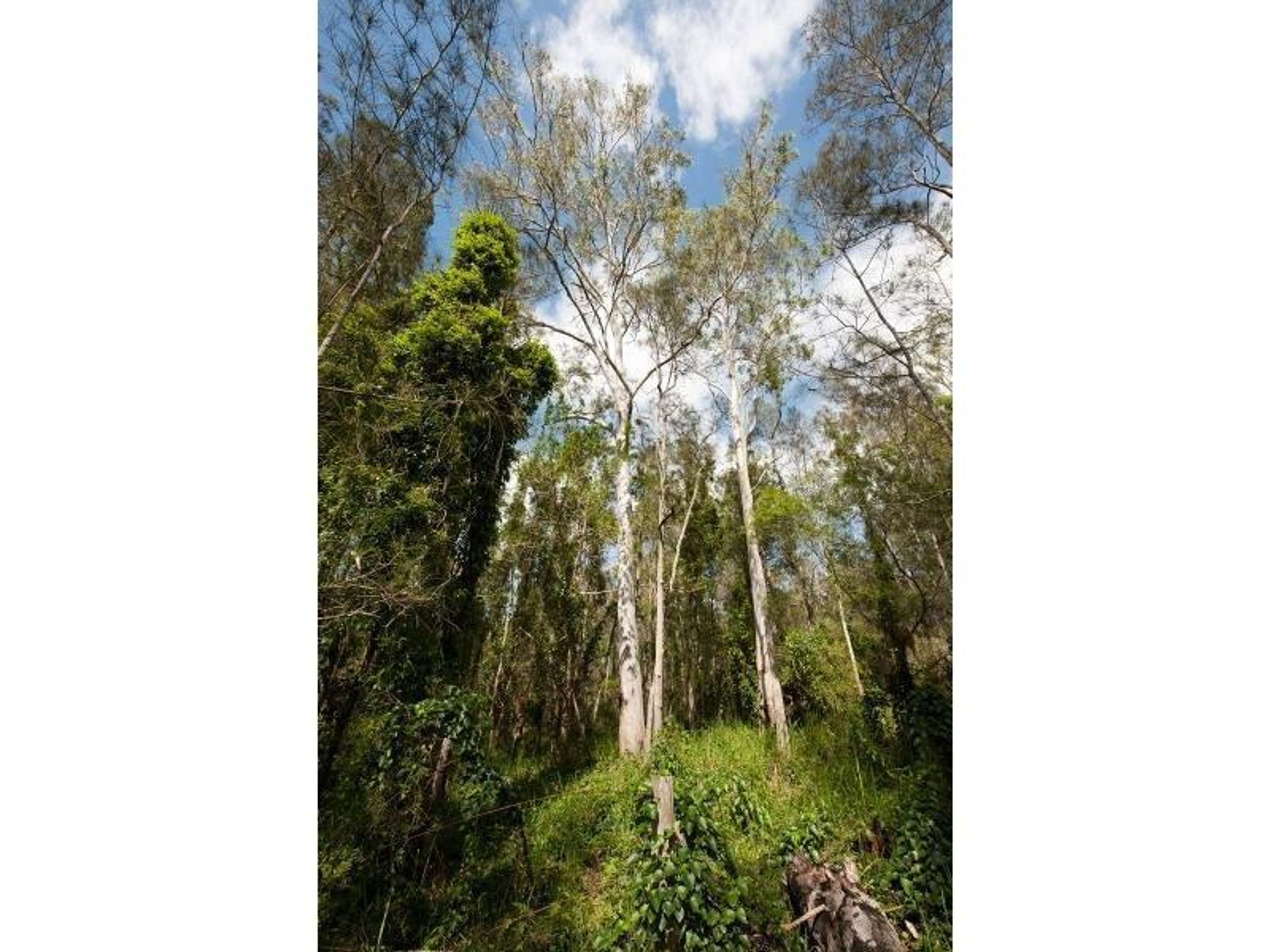 95 Sunnyside Road, Glenugie - Thumbnail 8