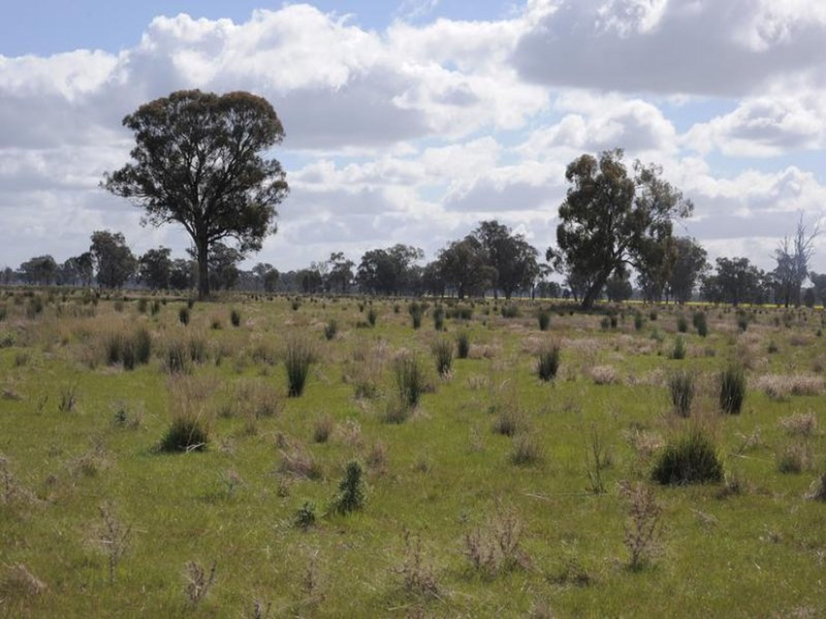 wangaratta, Wangaratta - Thumbnail 2