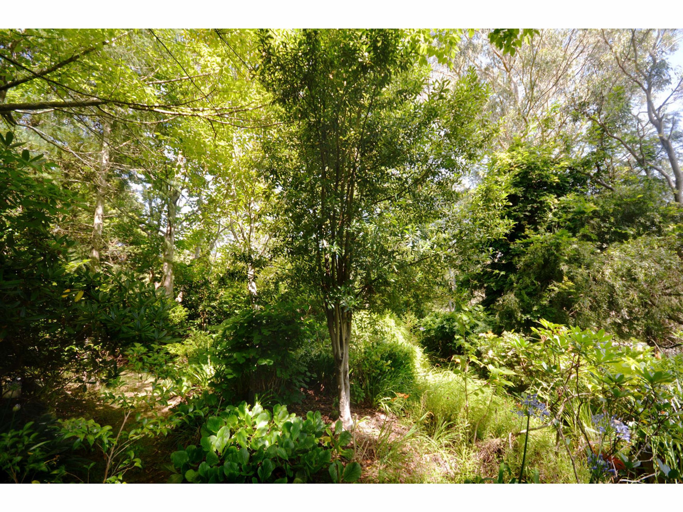 54 Rawson Parade, Leura - Thumbnail 8