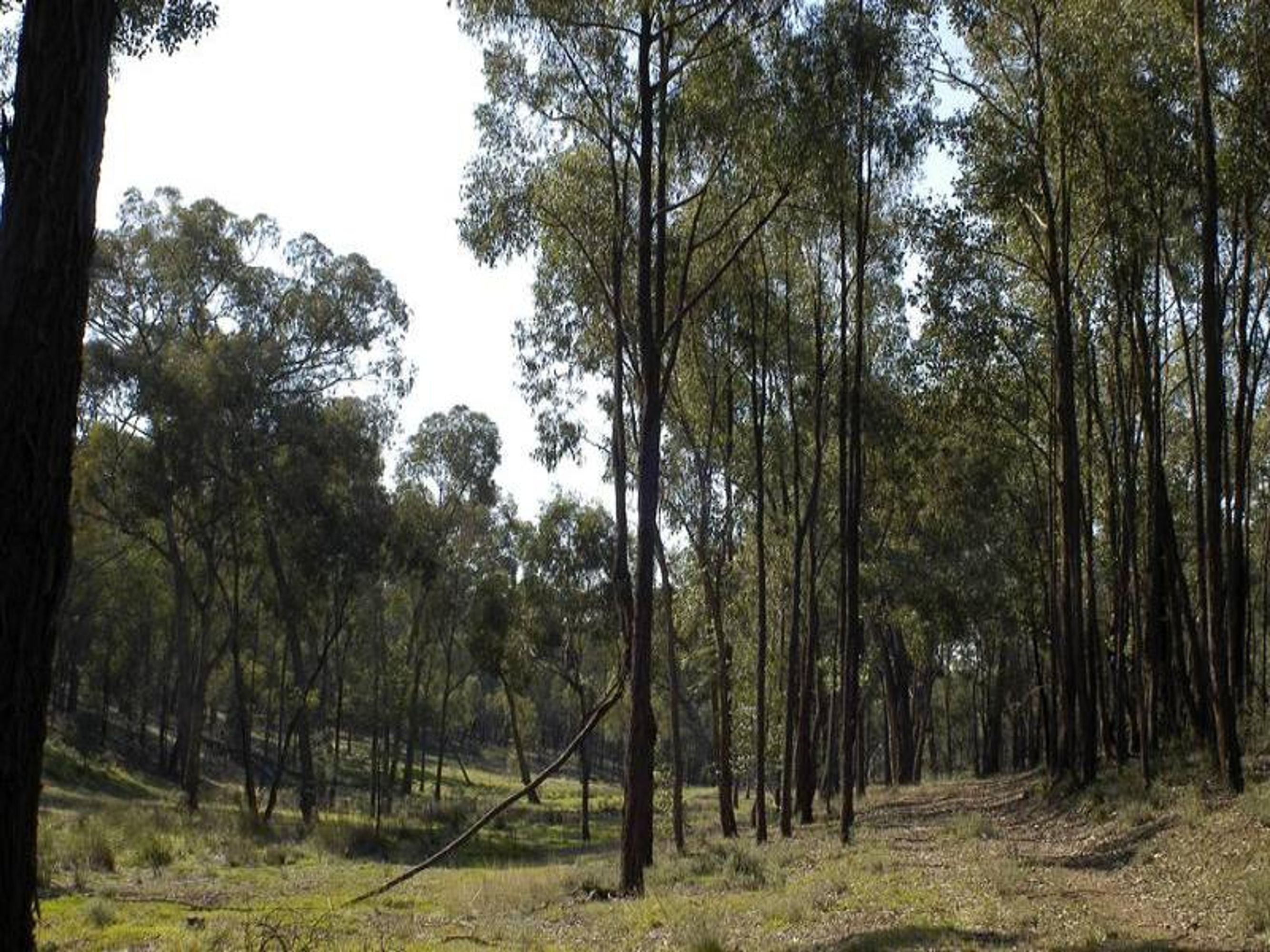 wangaratta, Wangaratta - Thumbnail 5