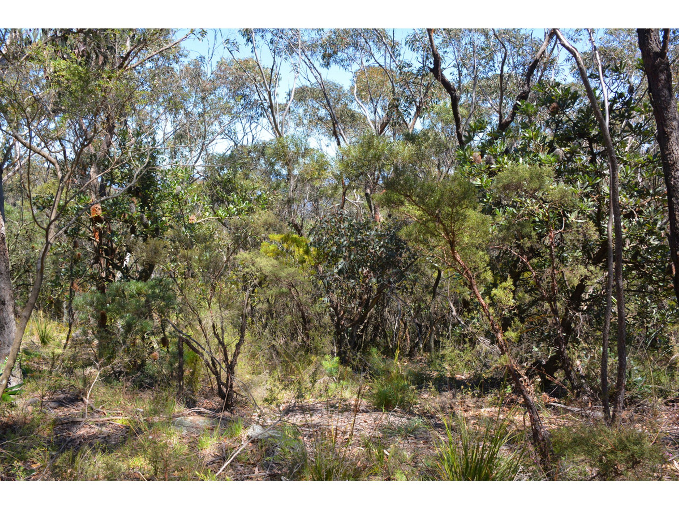31 Foy Avenue, Medlow Bath - Thumbnail 2