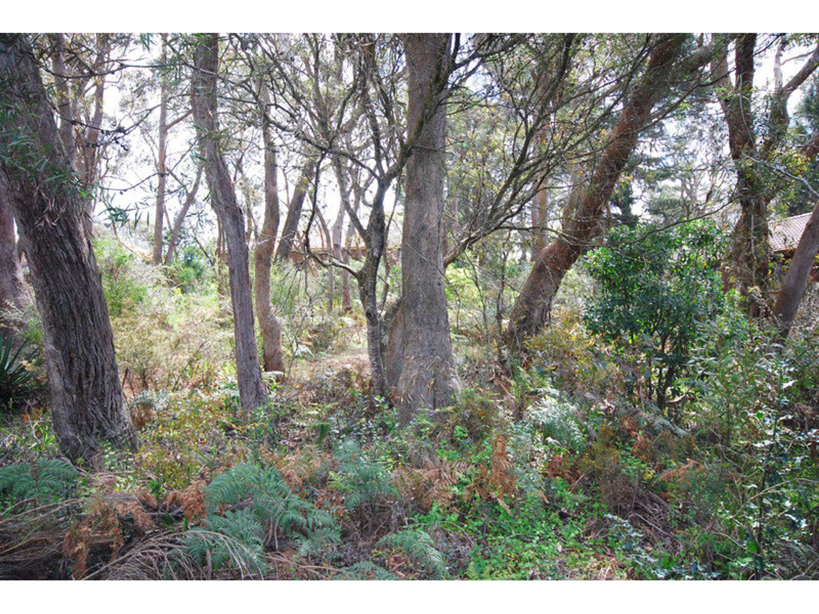 6 Third Avenue, Katoomba - Thumbnail 4