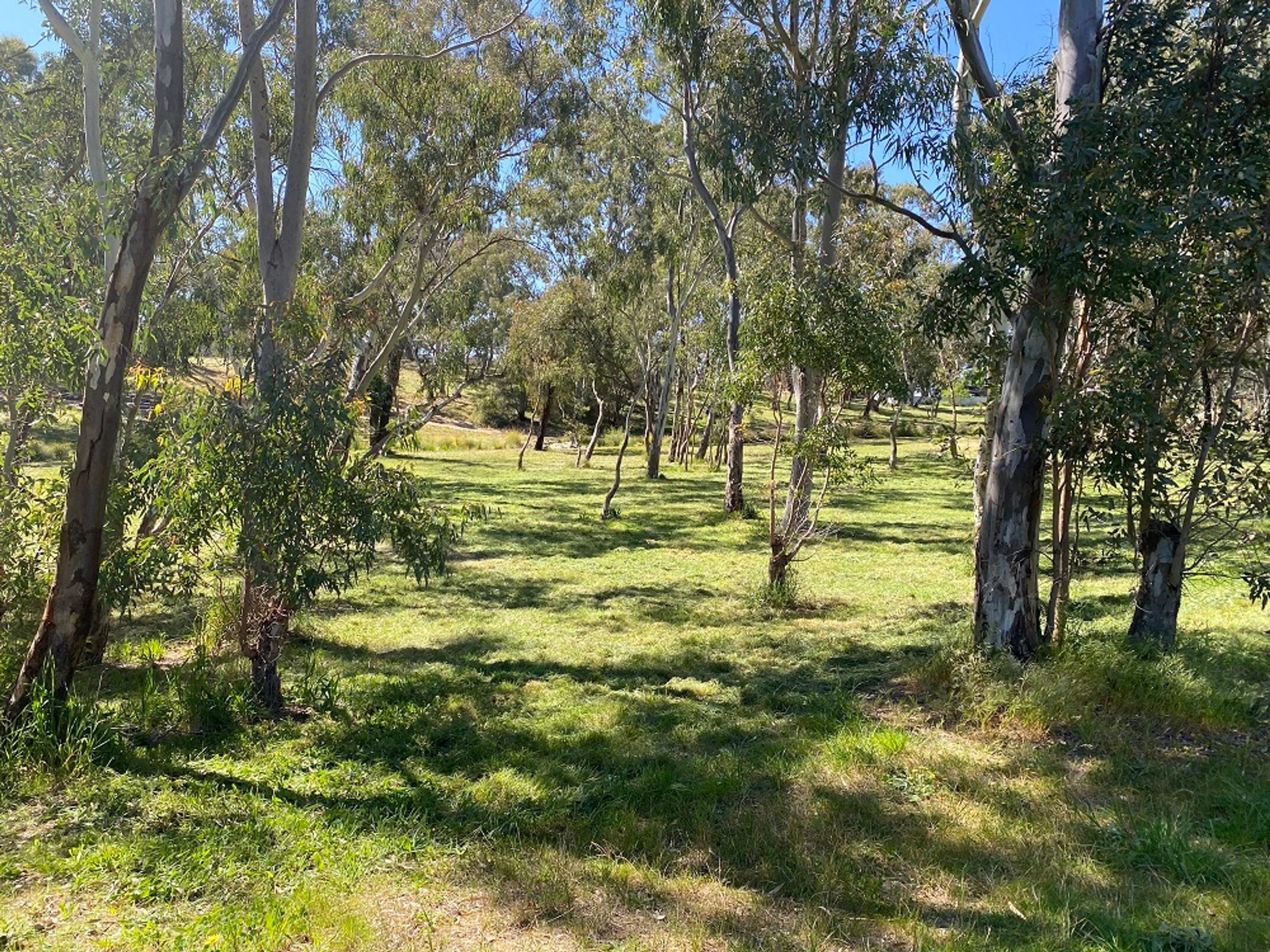 52 Caledonia Avenue, Woodside, SA 5244, Woodside - Thumbnail 5