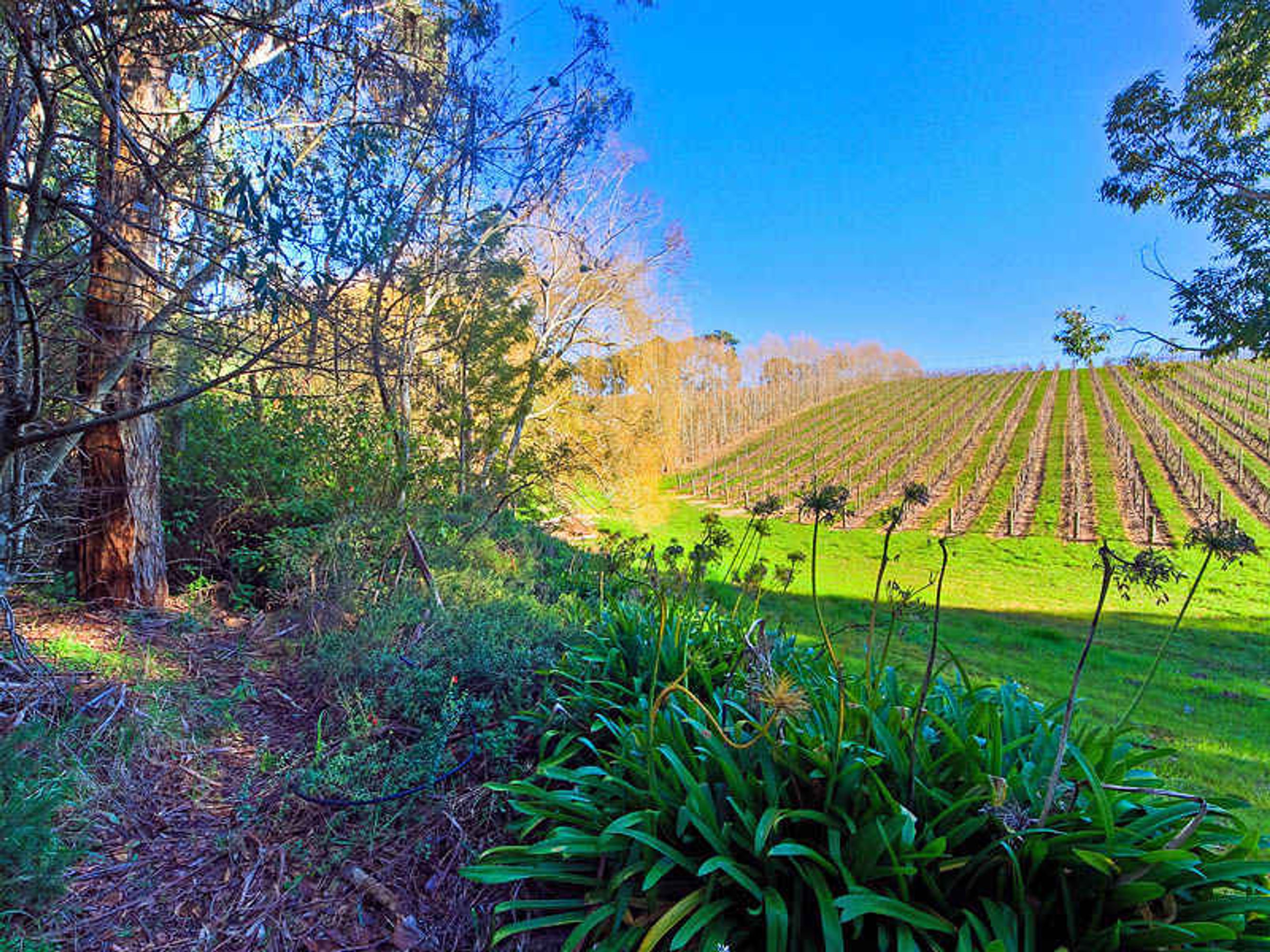 19 Tregarthen Rd, Summertown SA 5141, Summertown - Thumbnail 2