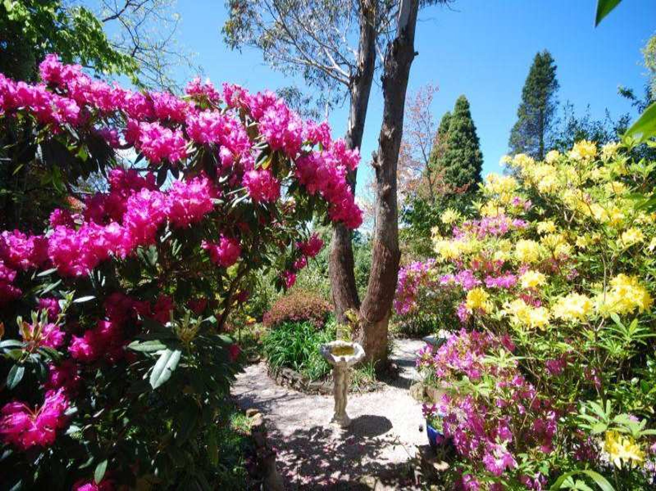 153 Blaxland Rd, Wentworth Falls - Thumbnail 6