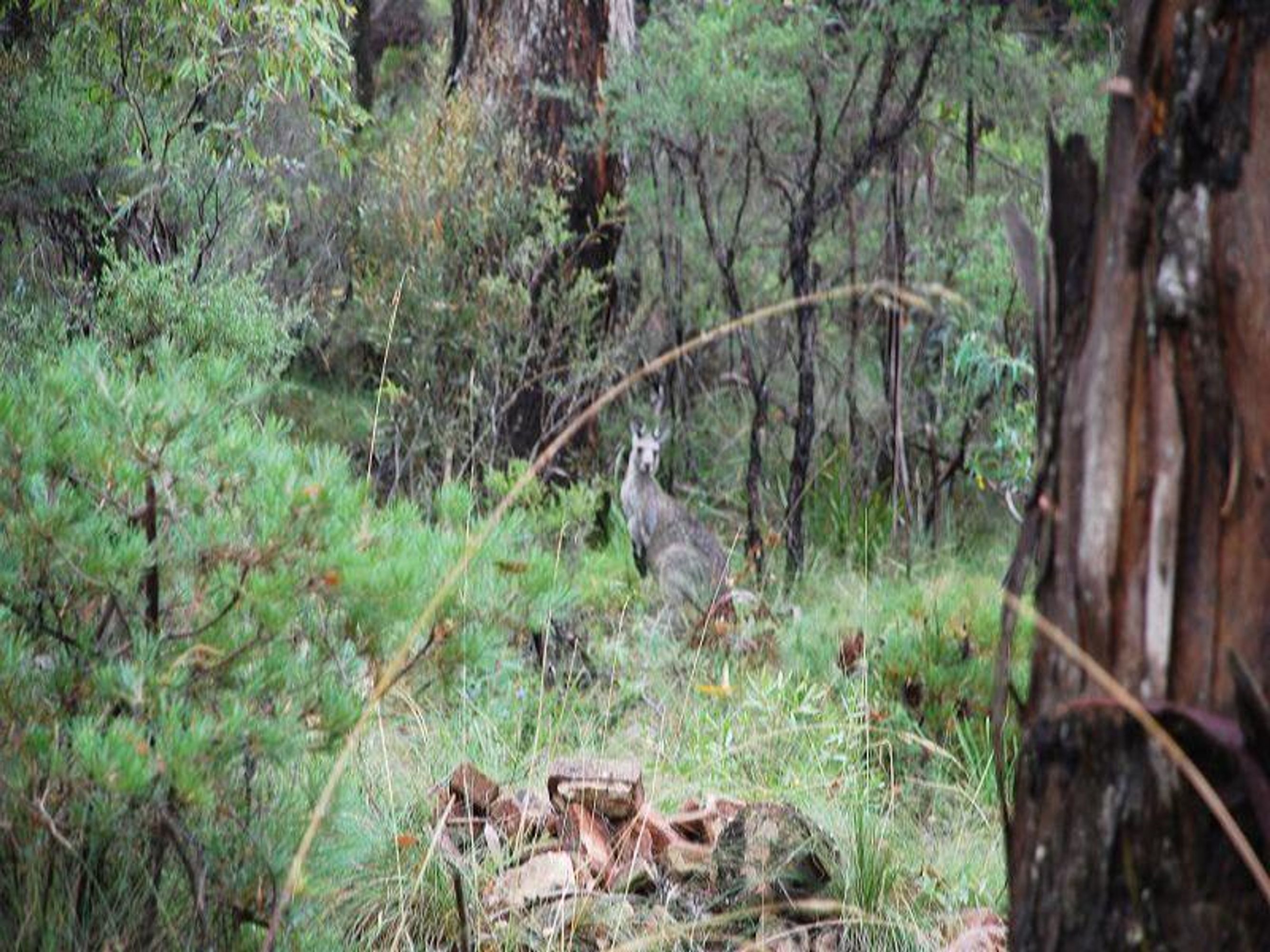 47 Salisbury Ave, Mount Victoria - Thumbnail 4