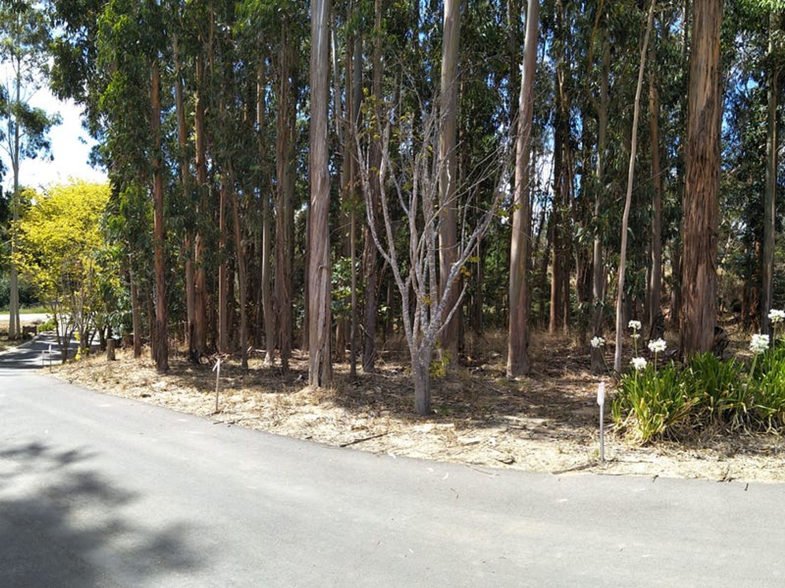 Lot 508, 12 Searle Street, Macclesfield, SA 5153, Macclesfield - Thumbnail 5