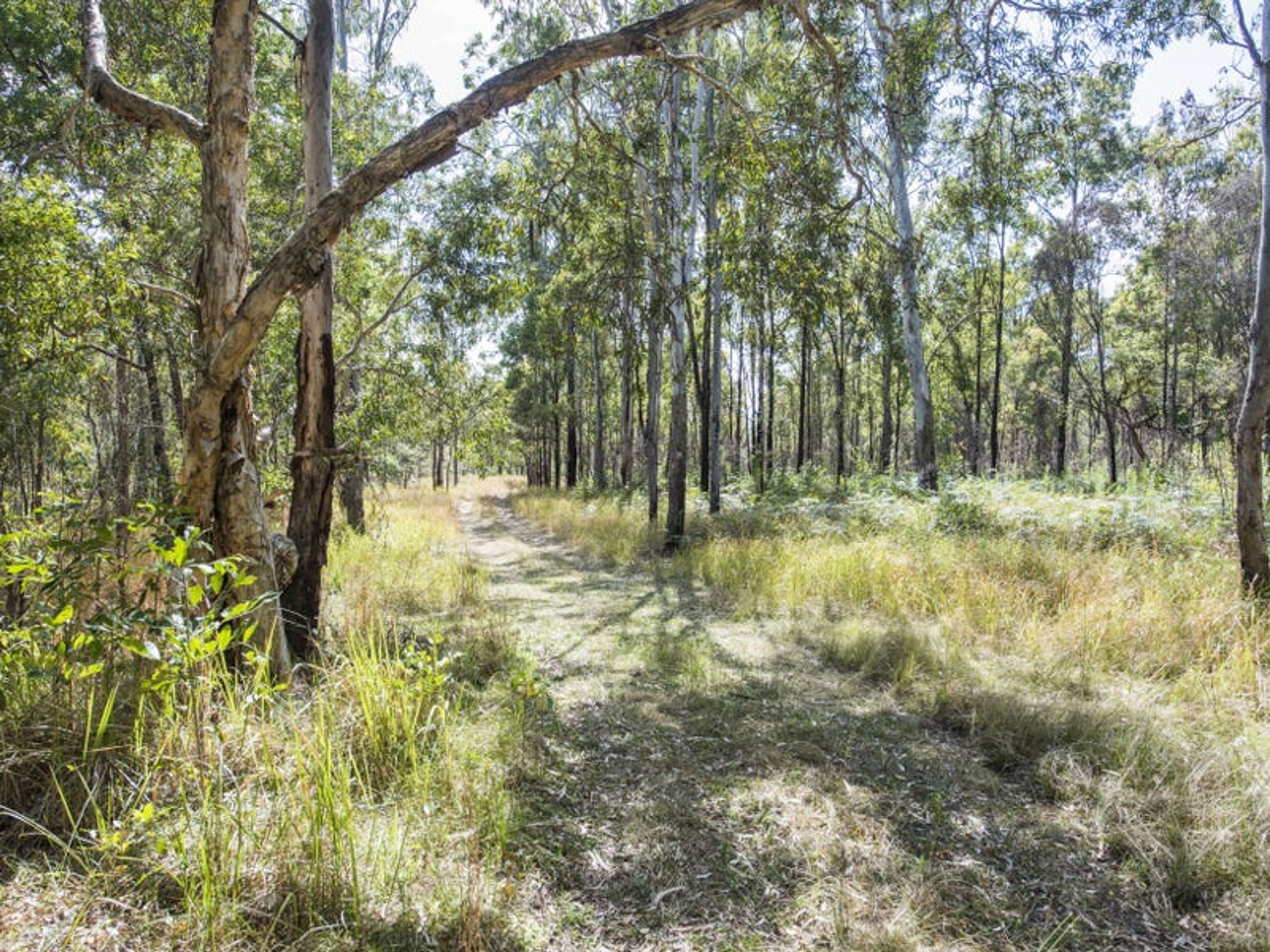 243 Armidale Road, Blaxlands Creek - Thumbnail 4