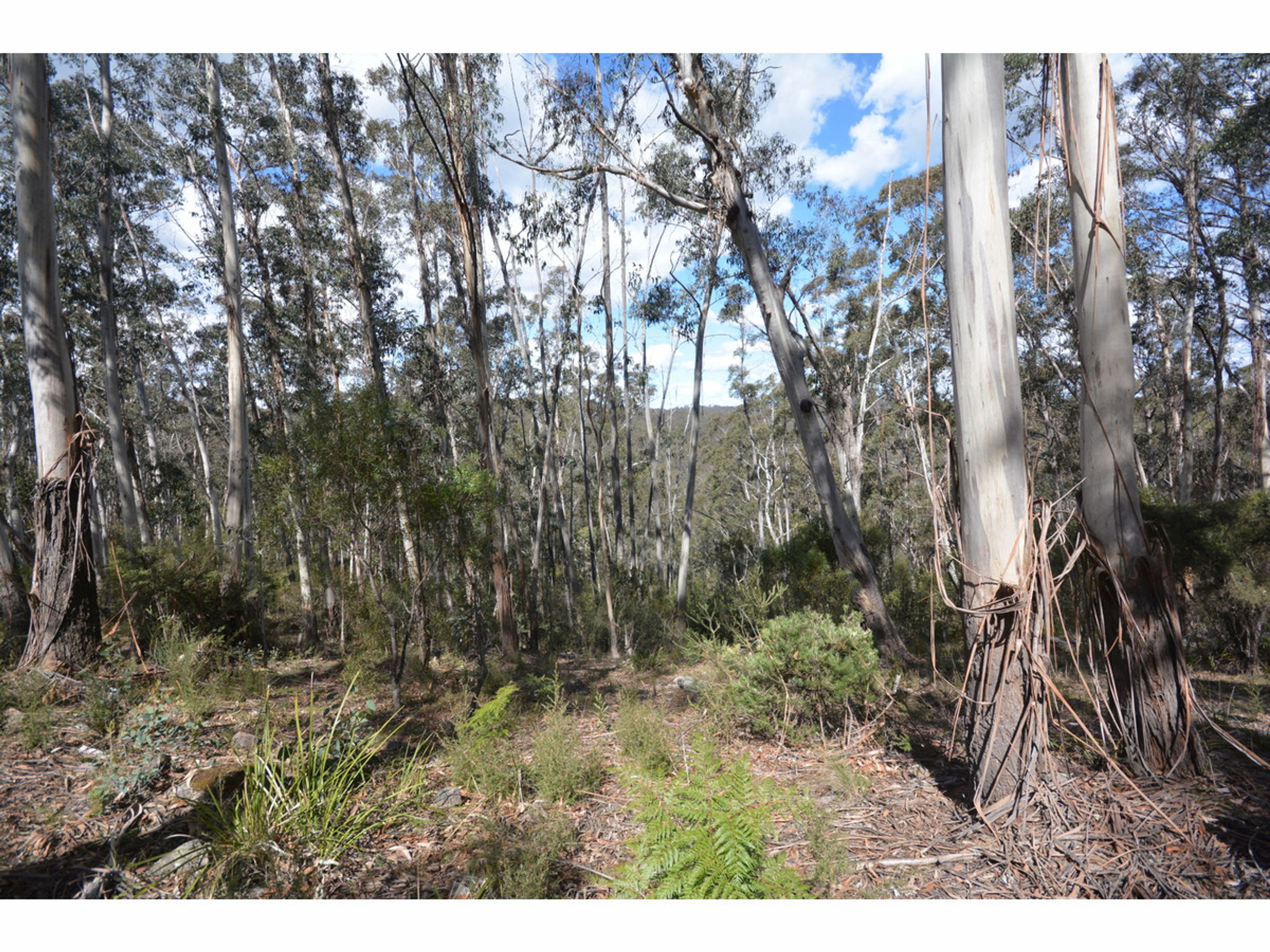 78 Delmonte Avenue, Medlow Bath - Thumbnail 4