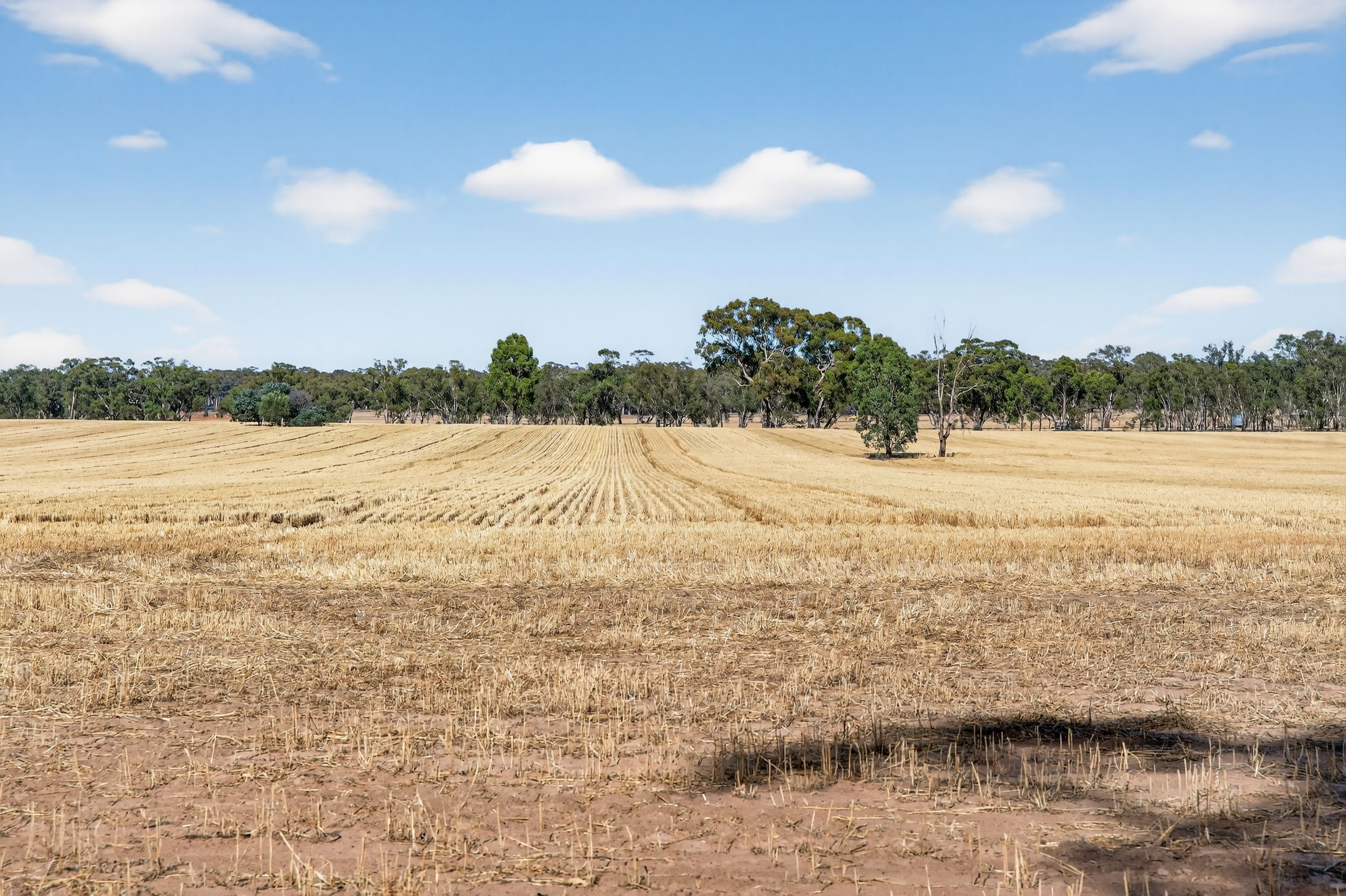 99 Winzar Lane, Goornong, Goornong - Thumbnail 3