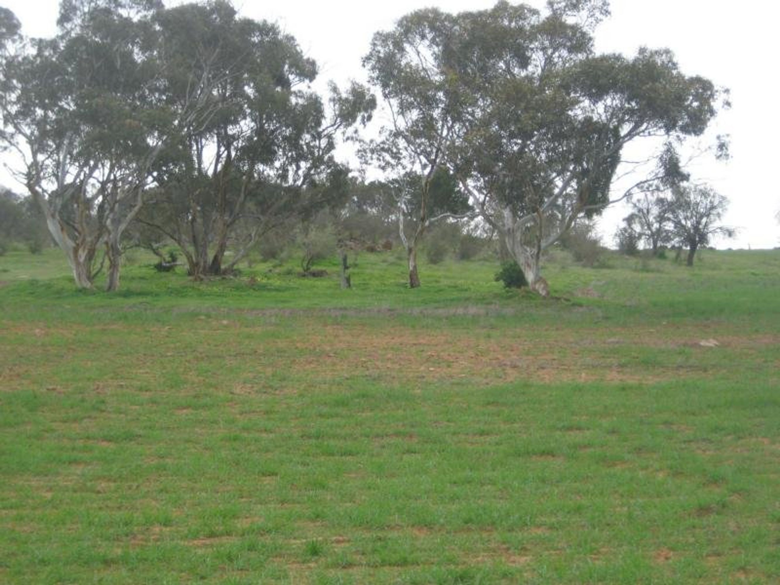 Lot 96 Anders Road, Rockleigh, SA 5254, Rockleigh - Thumbnail 3