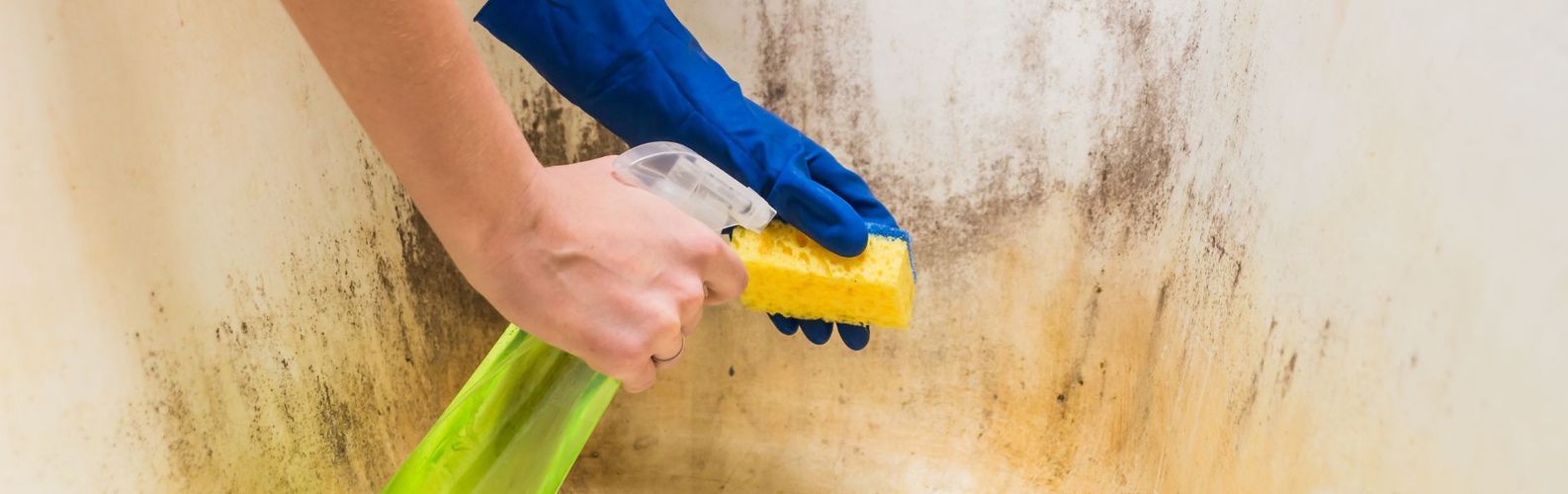 Hands with blue gloves and cleaning product cleaning mould from a wall