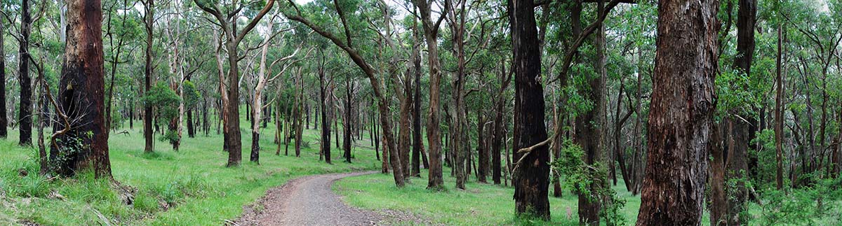 Ferntree Gully